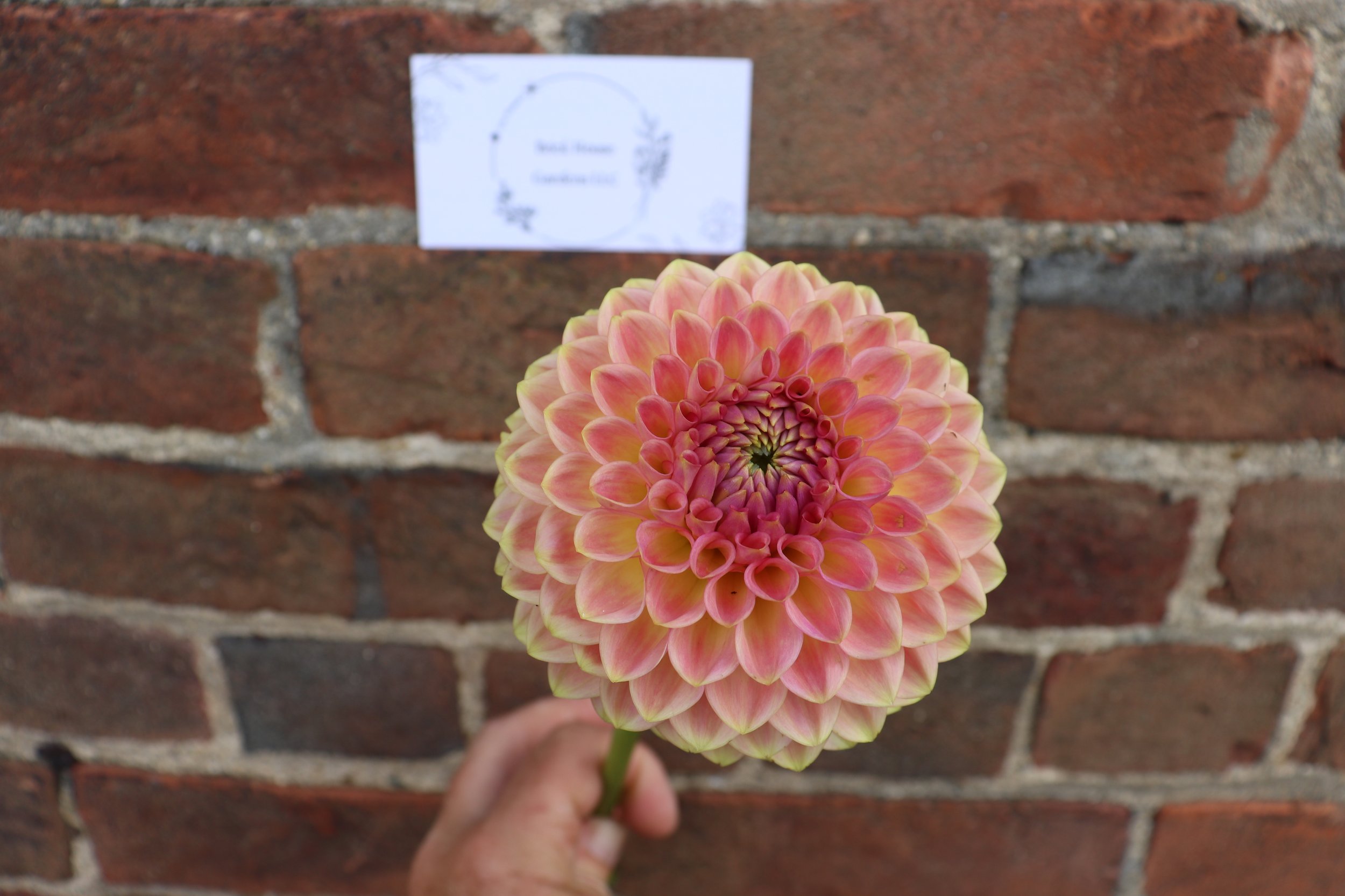 20th Avenue Softer Peach