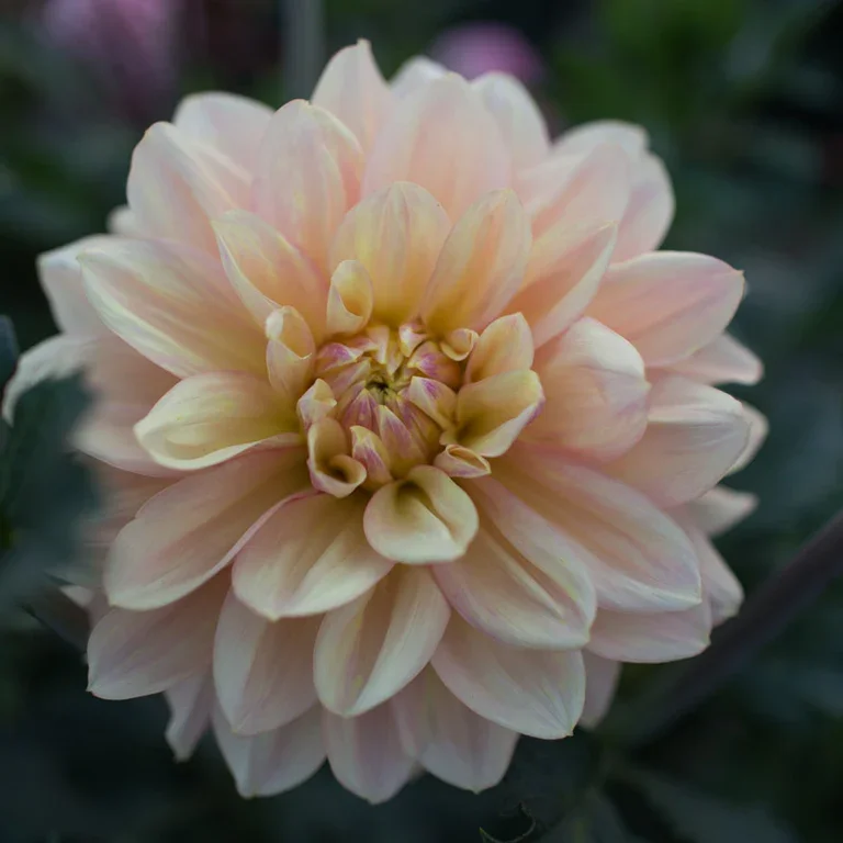 Floret-library-dahlia-wyns-new-pastel-1_768x.webp