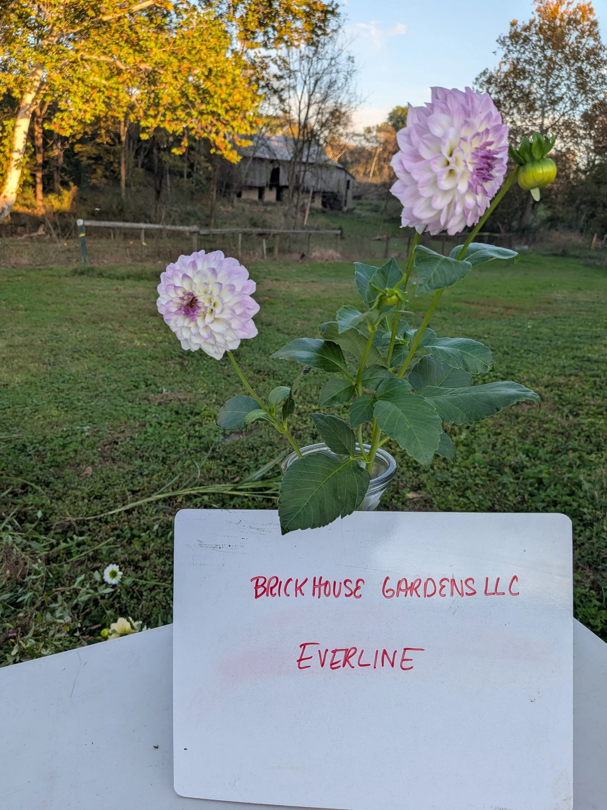 everine.jpg
