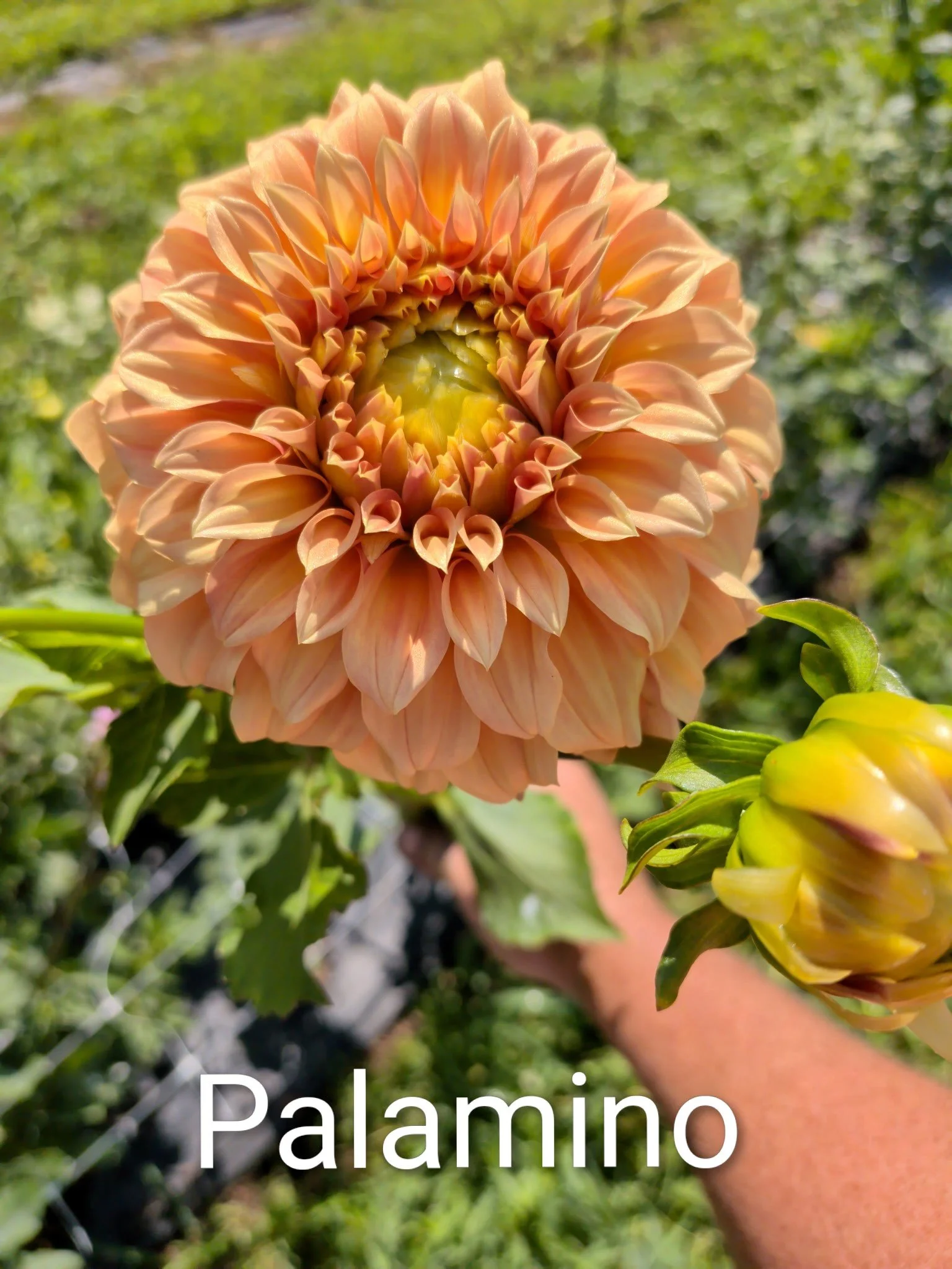 Palamino.jpg