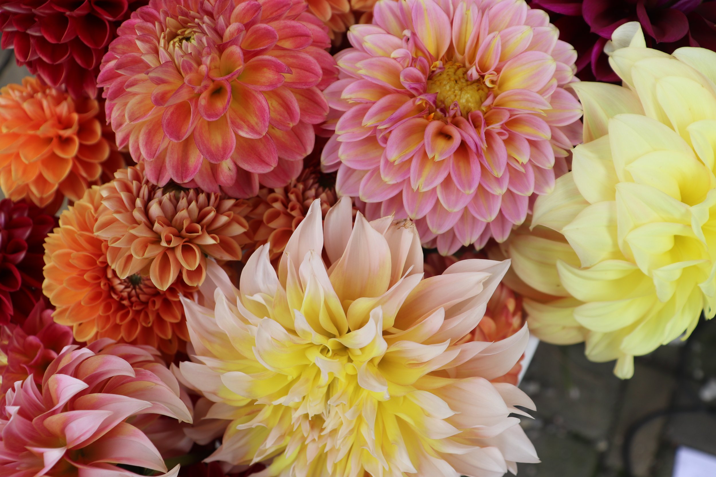 Brickhouse Garden Package