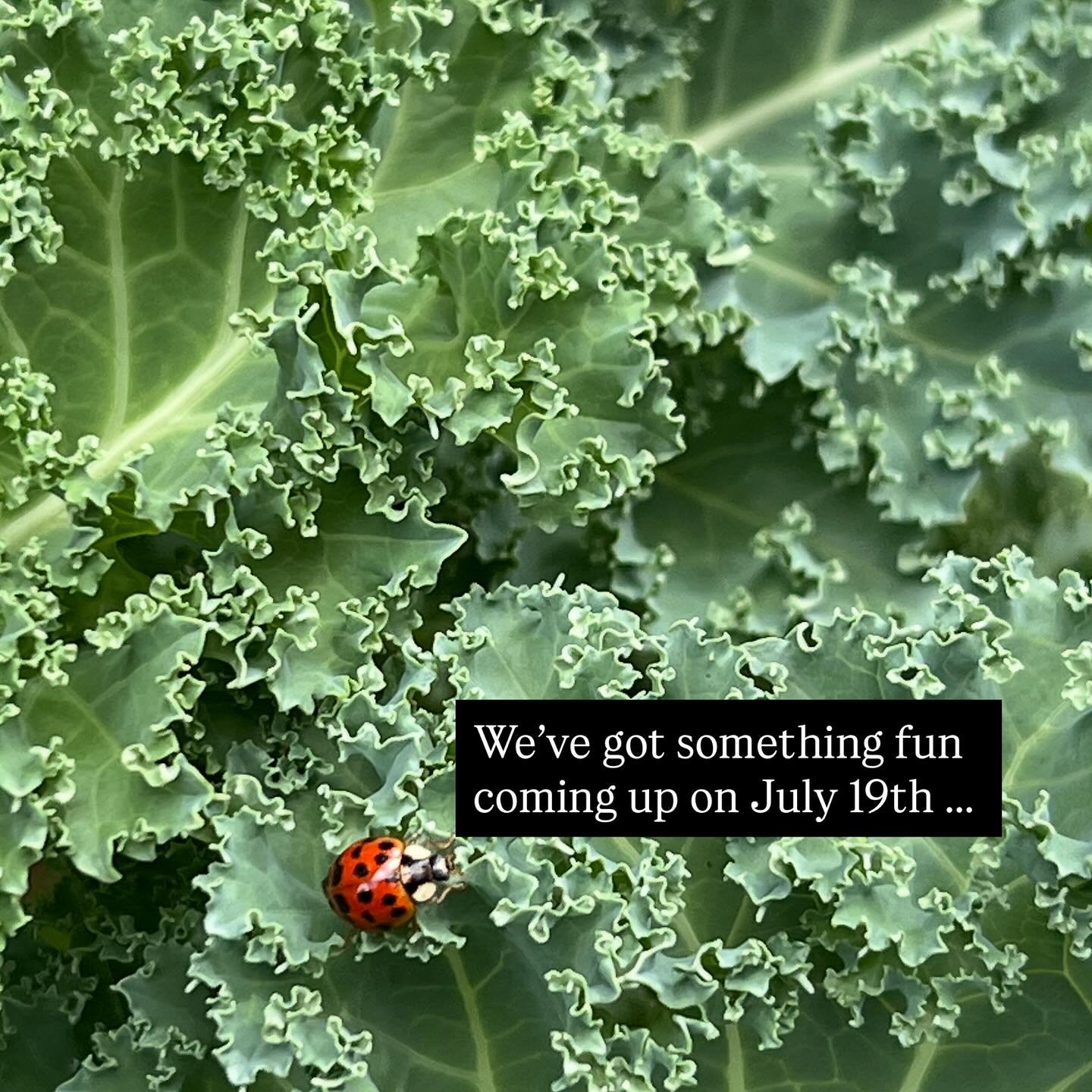 Oh hi 🐞 just soft launching a little something exciting we&rsquo;ve got coming up next month with a lil tiny clue 📸 🥬 can&rsquo;t wait to have some fun with new and old friends in a super fun, family friend fashion. 

If you love family friend&rsq