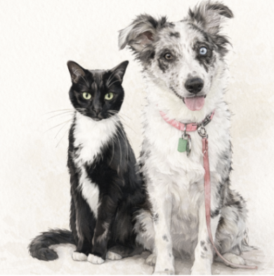 Sunrise Therapies’ furry and fabulous moral support team— Puddles, Bepe, and Kali Clarelli.
