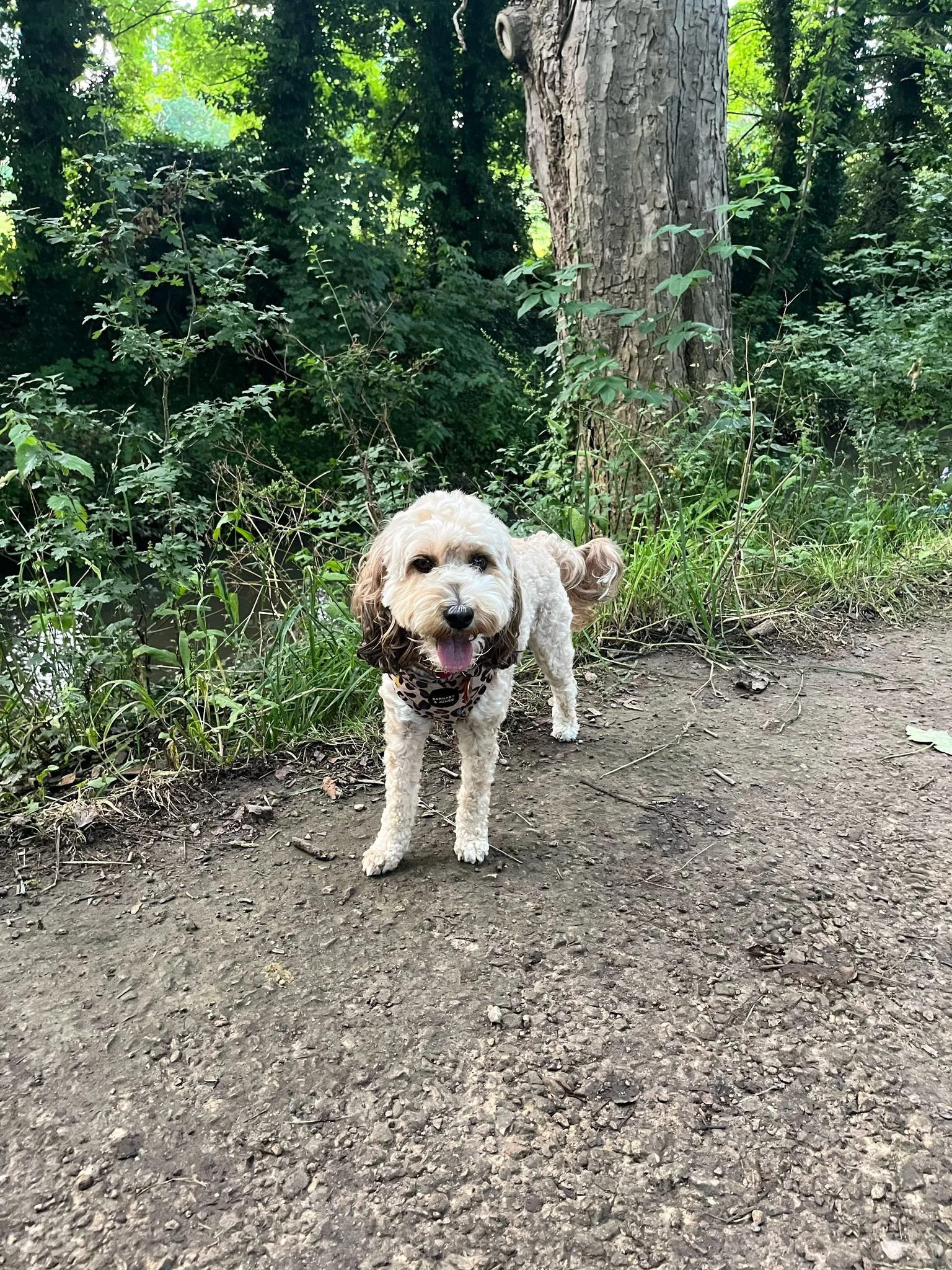 staceys dog.jpg