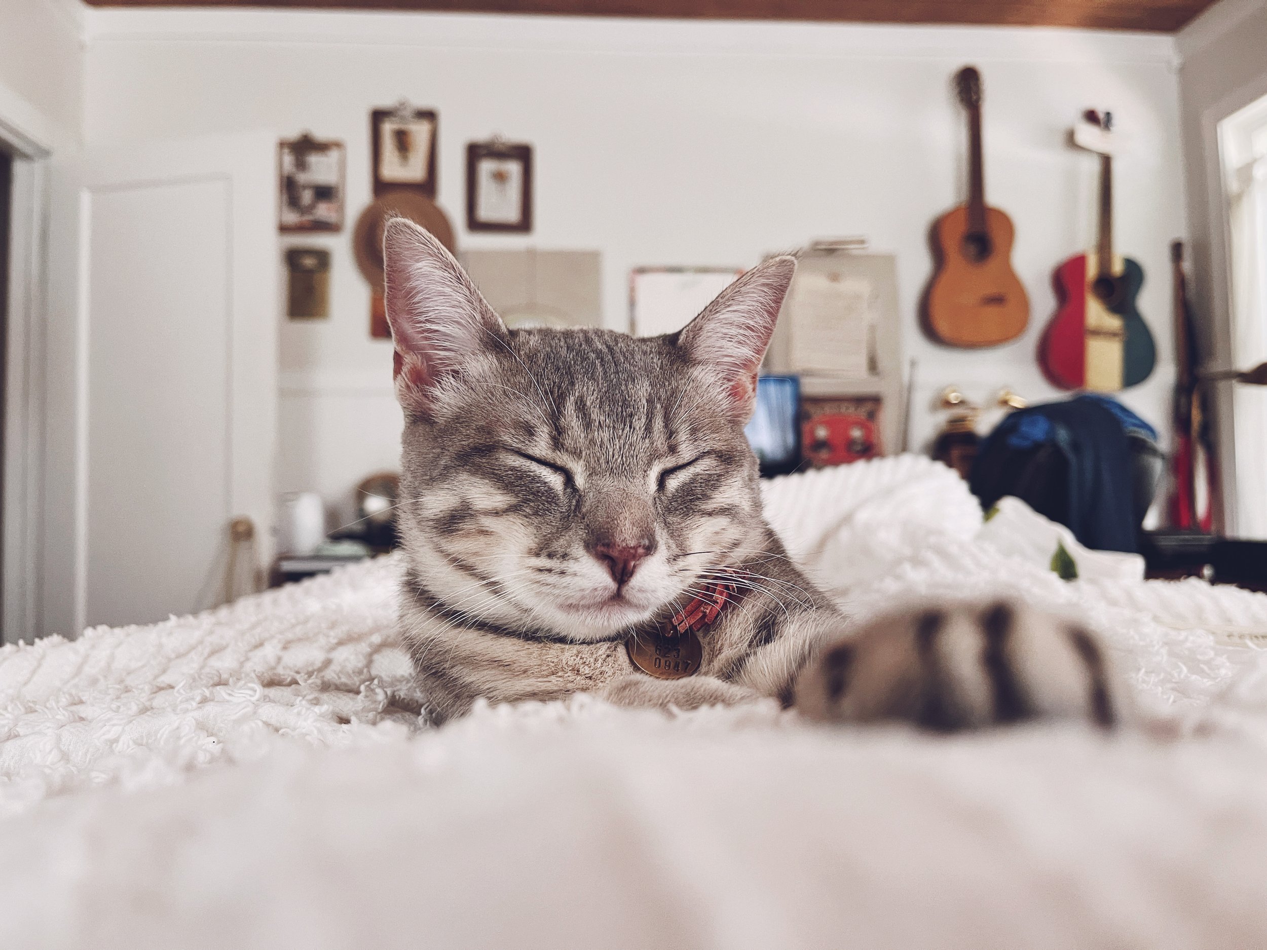 Austin Cat Sitters