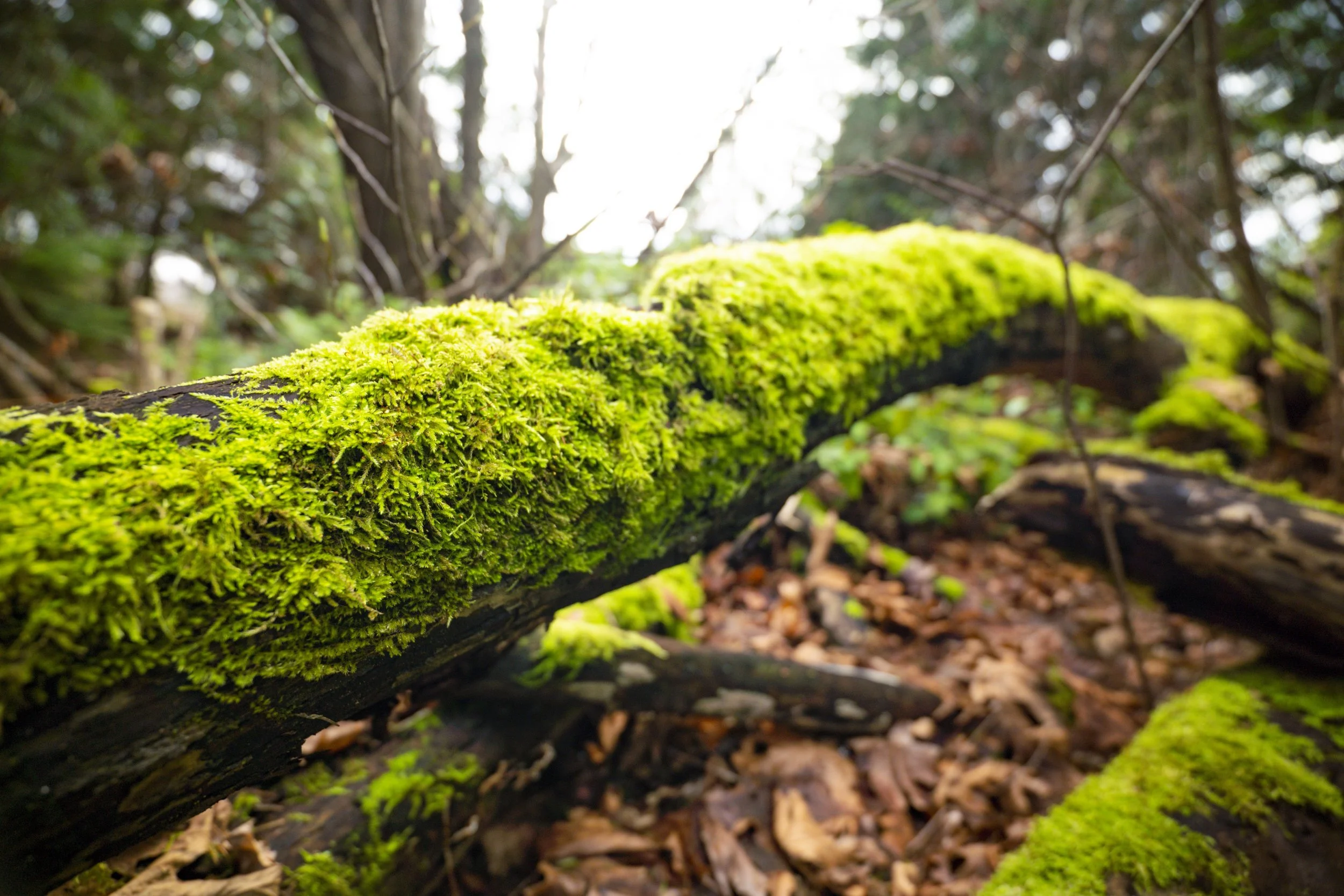 Seattle, Washington.