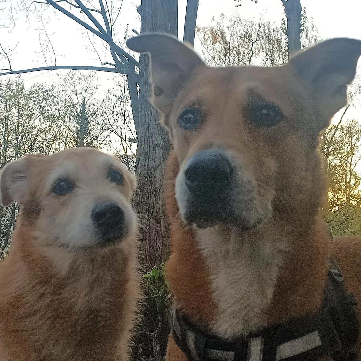 Das liebe Team von @myberlinoffice ist ja bekannt daf&uuml;r, dass es immer von Vierbeinern umgeben ist. Viele von euch wissen auch, dass sie sich vor ein paar Monaten von ihrem Fellnasen-CEO Odi verabschieden mussten.

Nun wird seine beste Freundin 