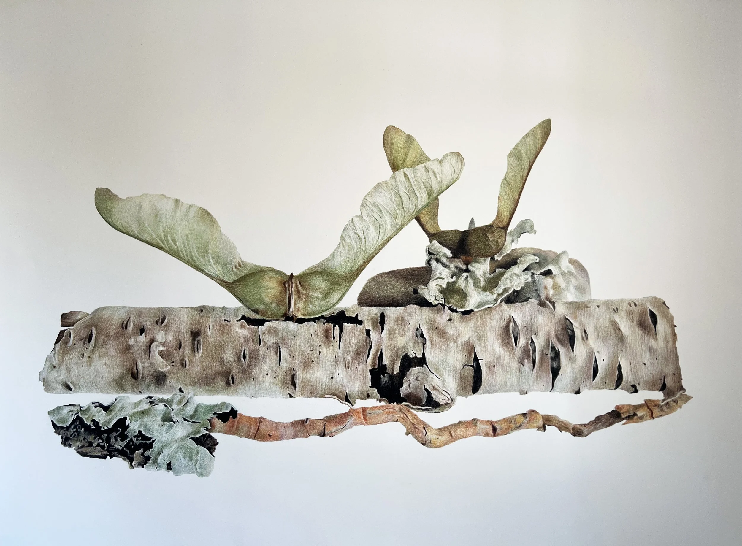 Sareh Imani, When the wind dies down, and the rain grows gentle,  2024, pastel pencil on paper, 38 x 50 in.