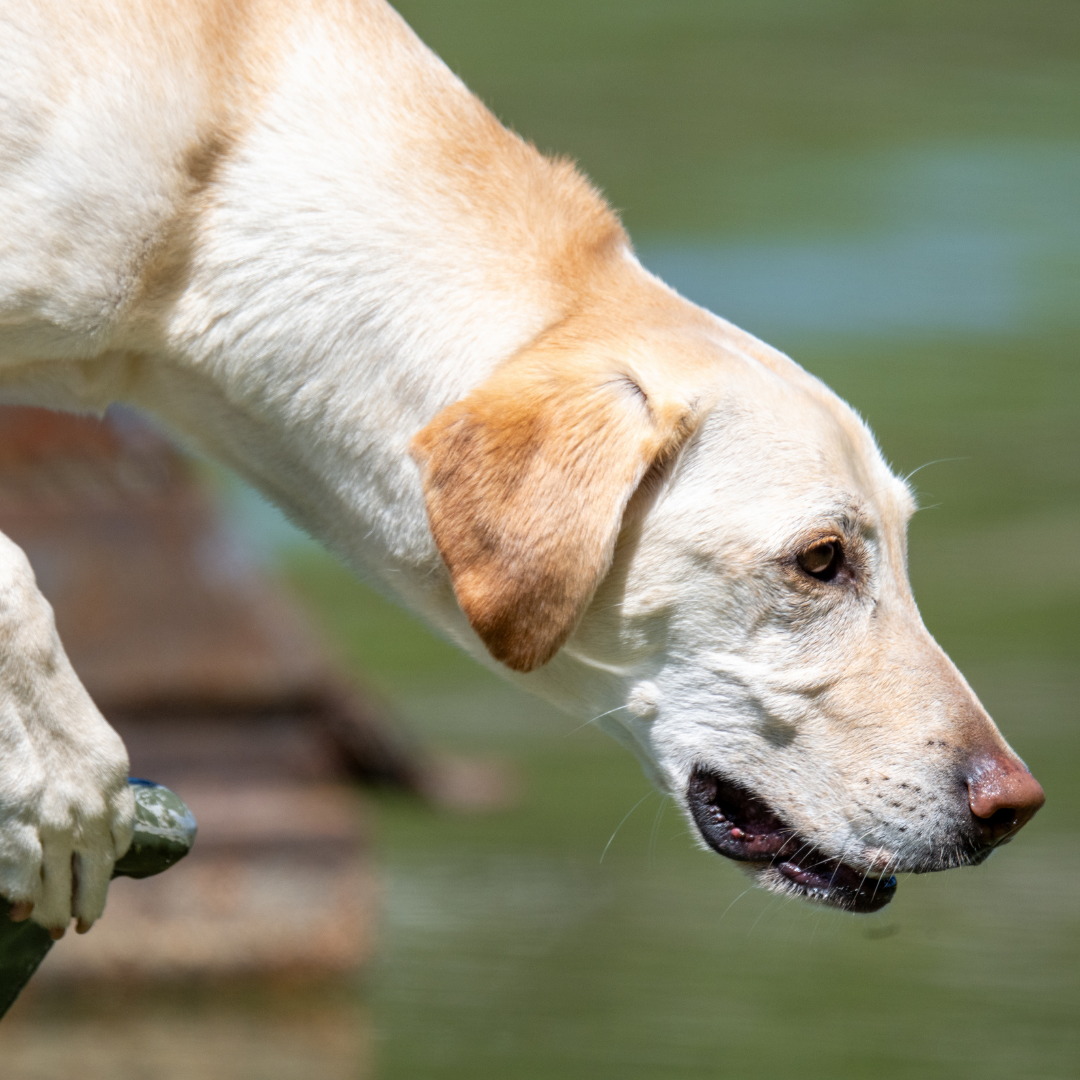 Search & Rescue K9