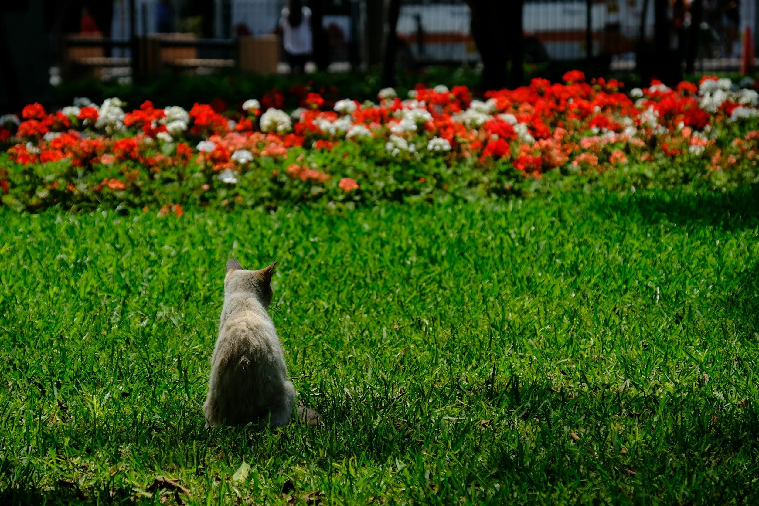Family travel with kids Lima Peru Best things to do Parque Kennedy Cat Park
