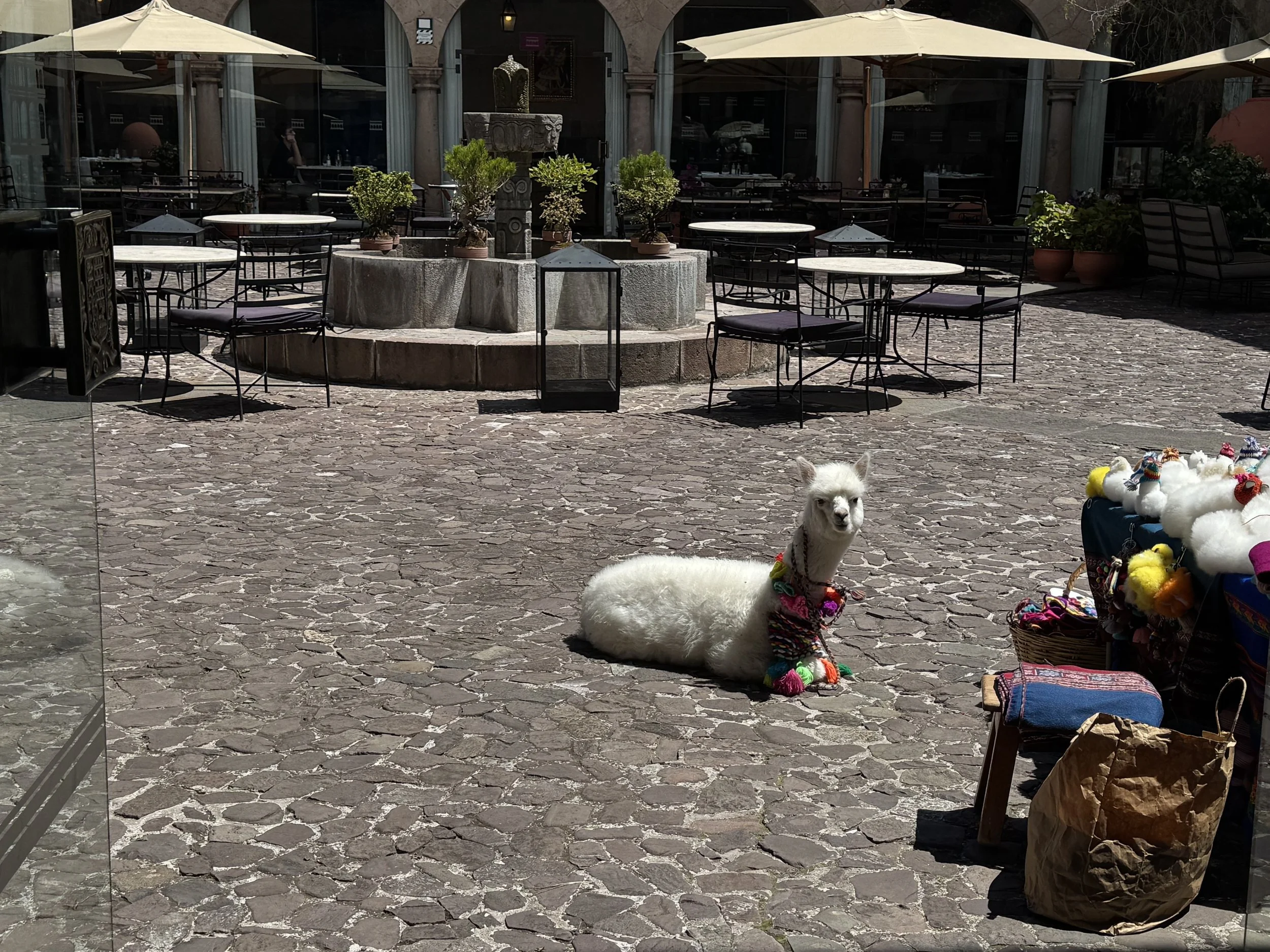 Baby alpaca in Palacio del Inka Courtyard Cusco Family Travel