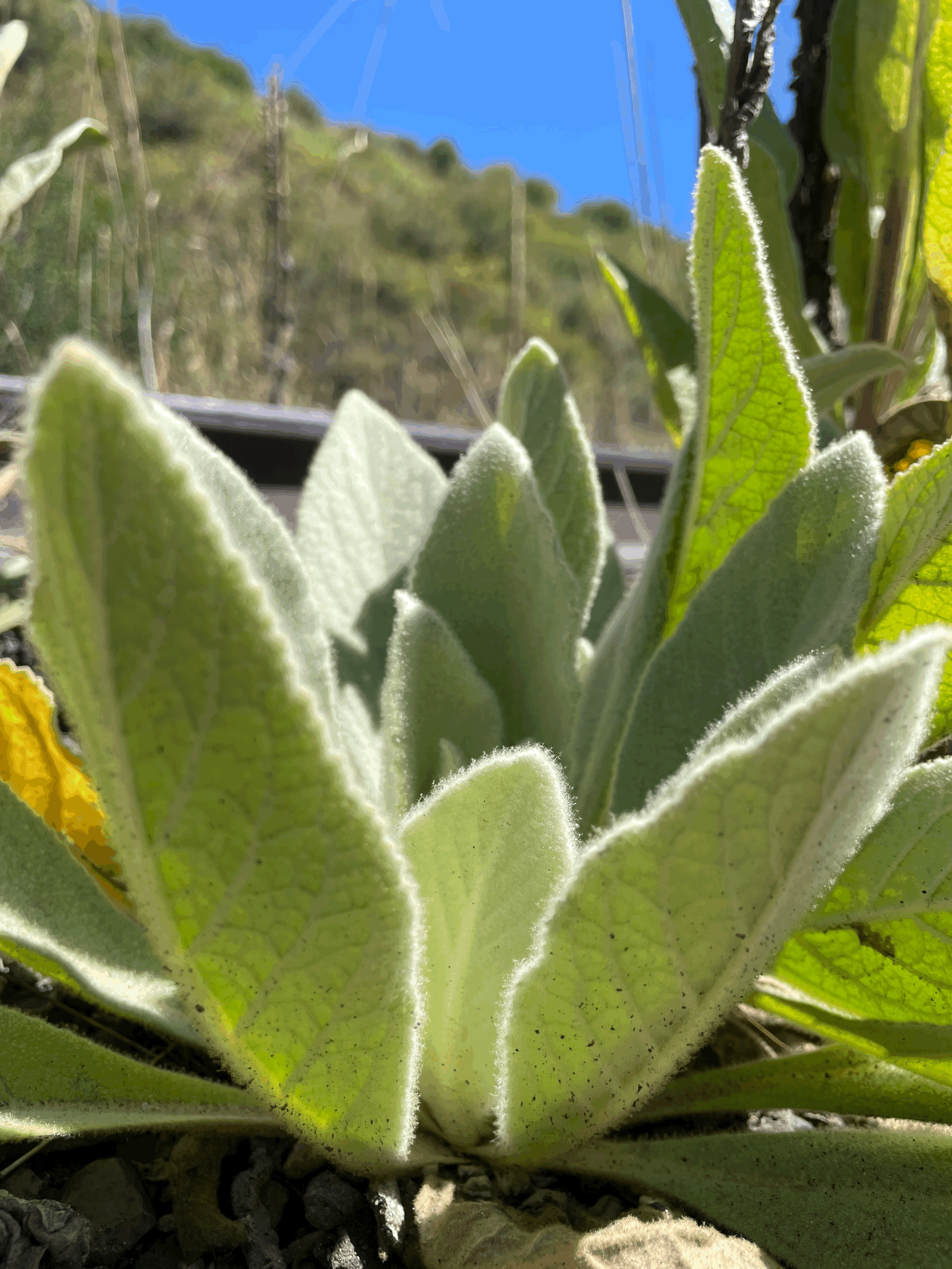 tempImageAlXL07.gif