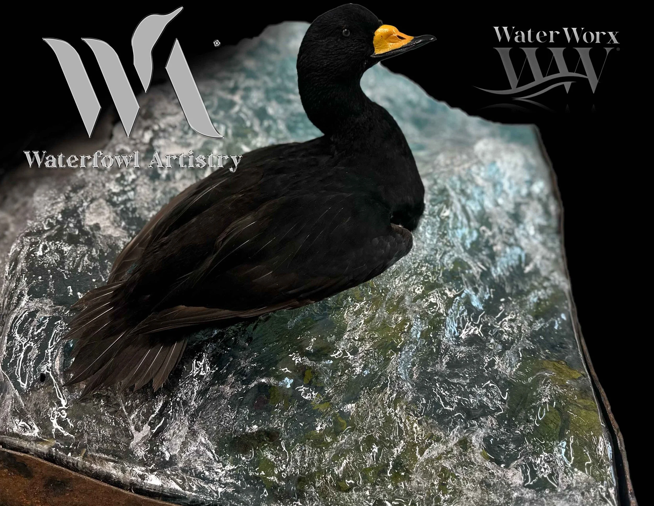 ho4 black scoter copy.jpg