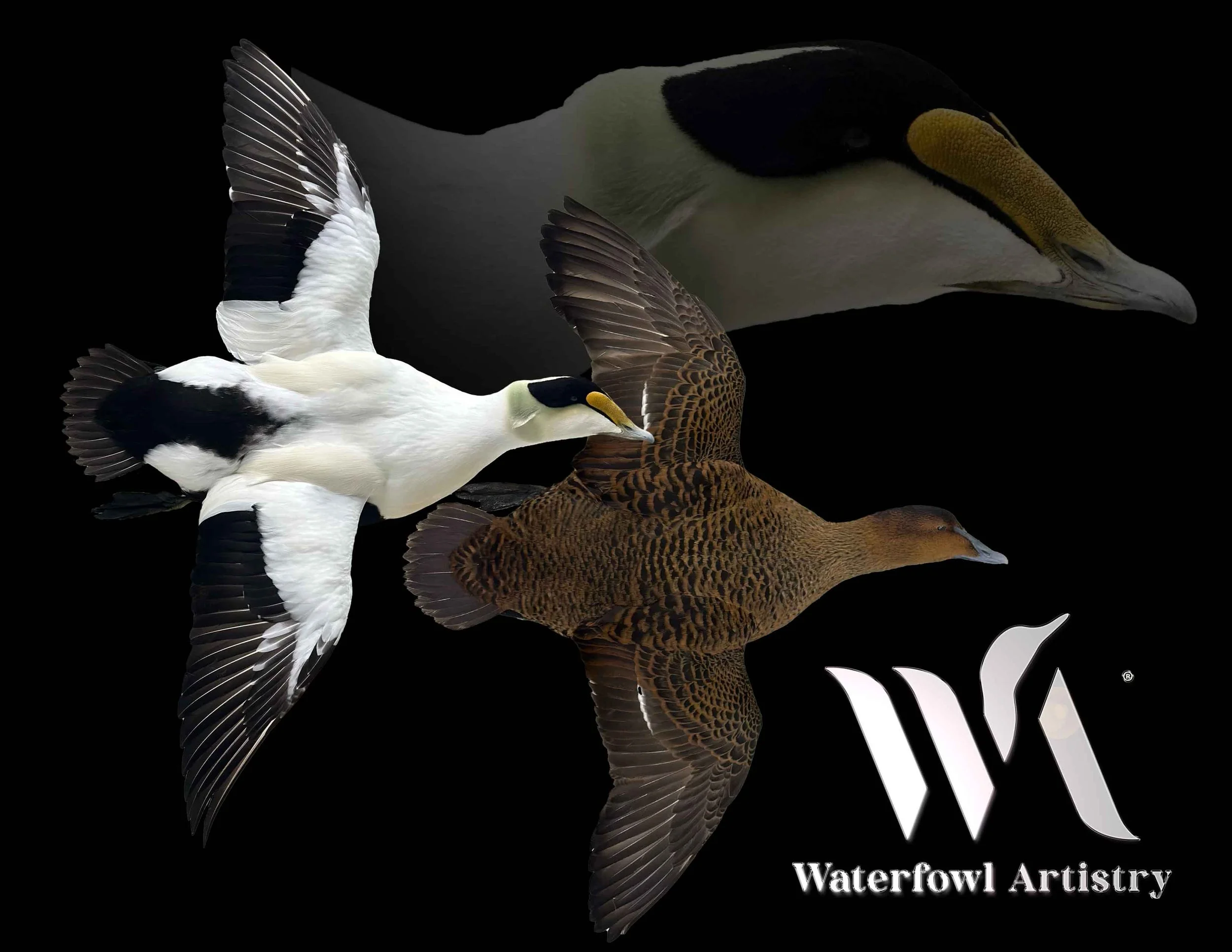 Pair of Common Eiders.jpg