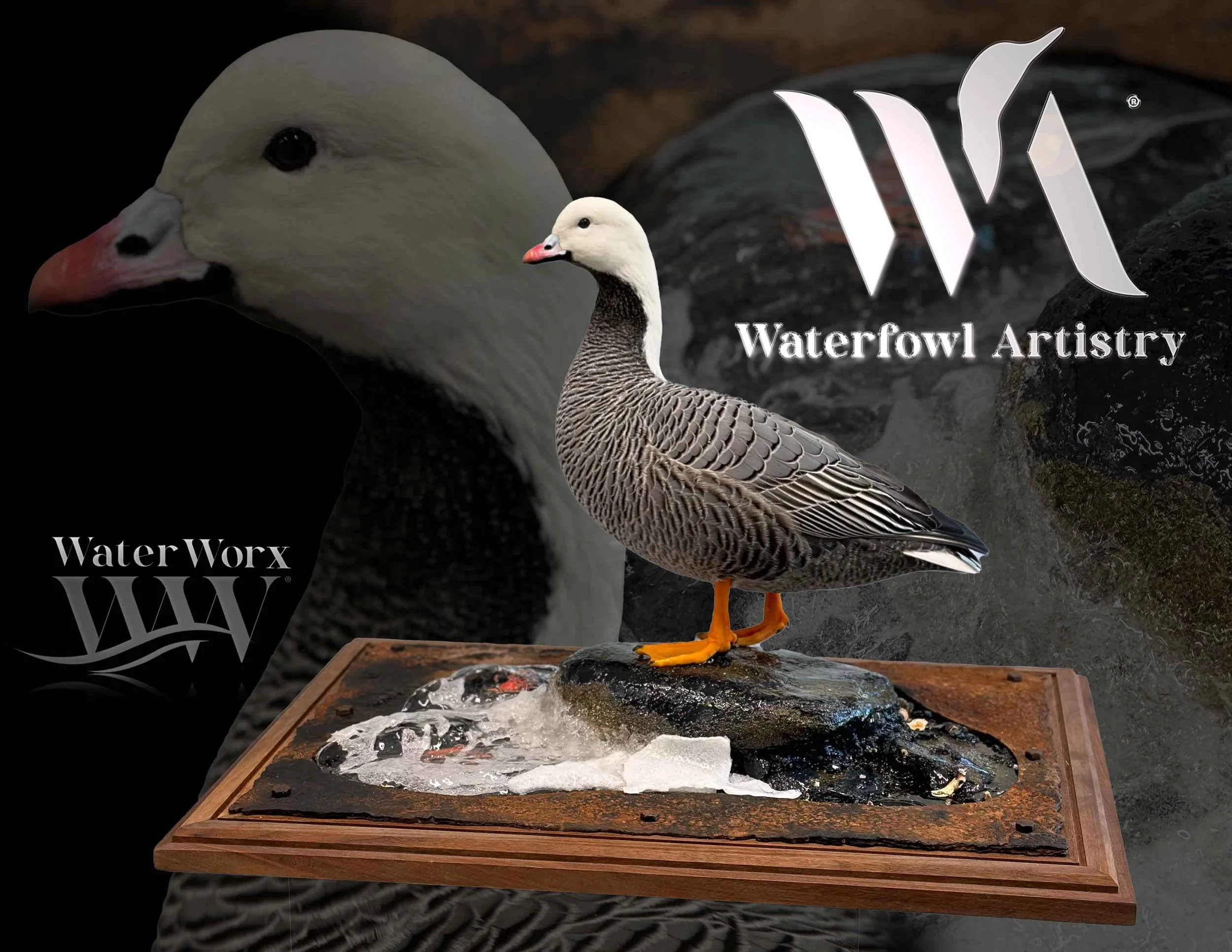 Emperor Goose  copy.jpg