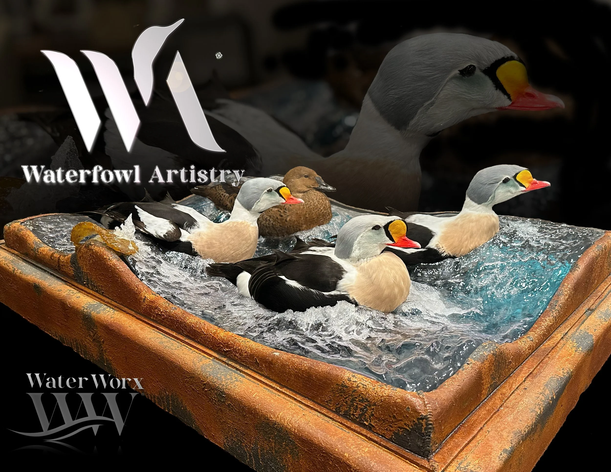 King Eider 4 birds.jpg