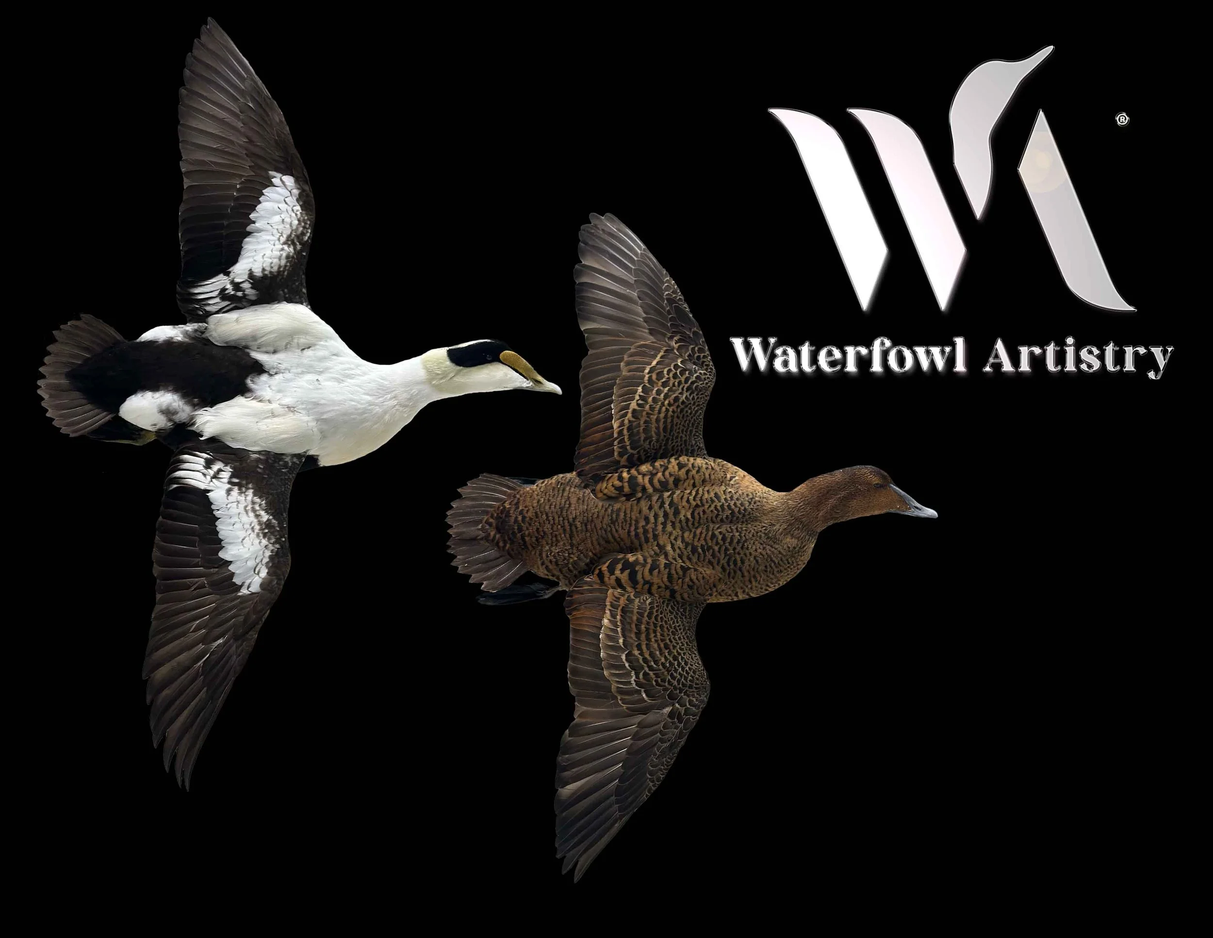 Common Eider pair .jpg