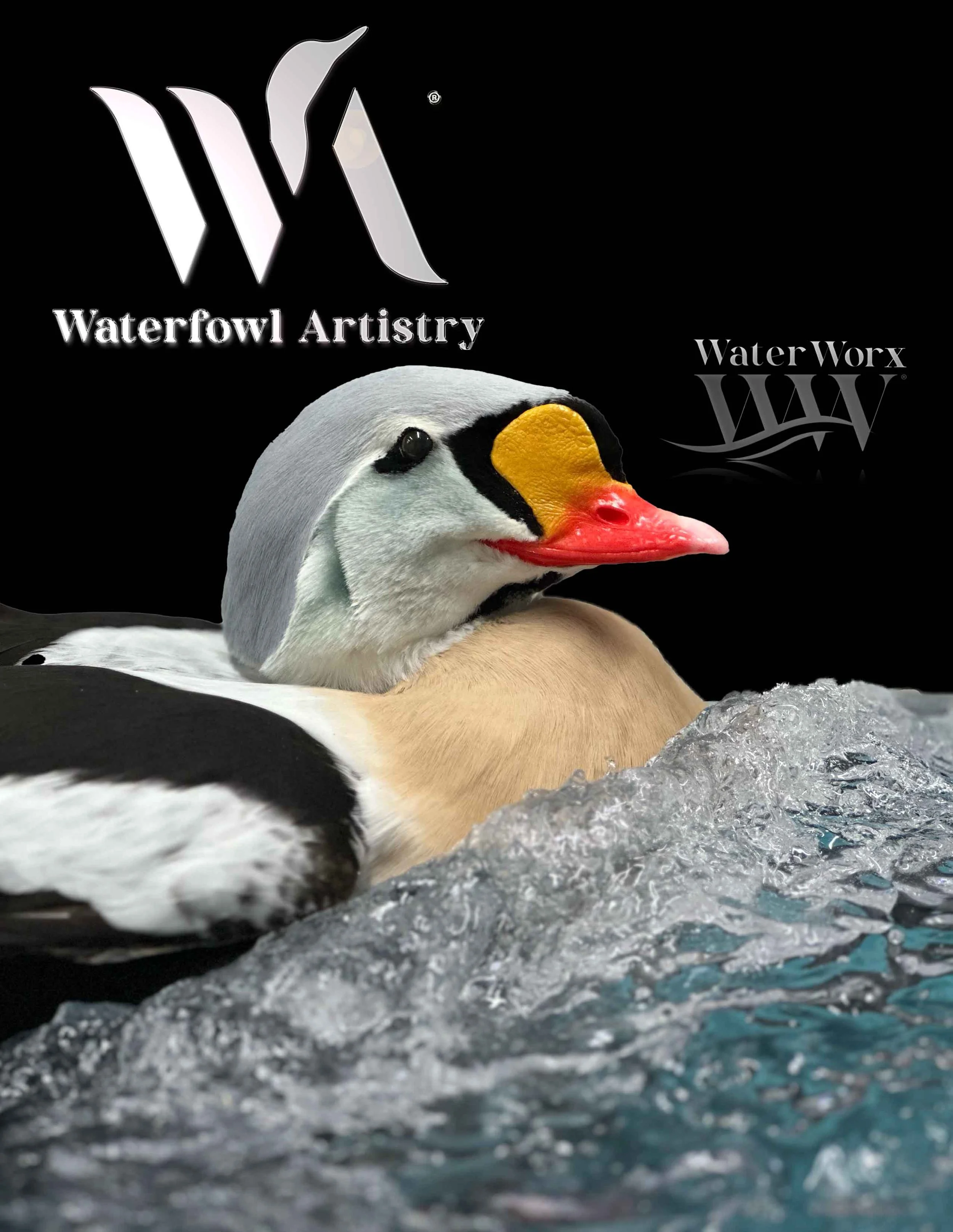 King Eider.jpg