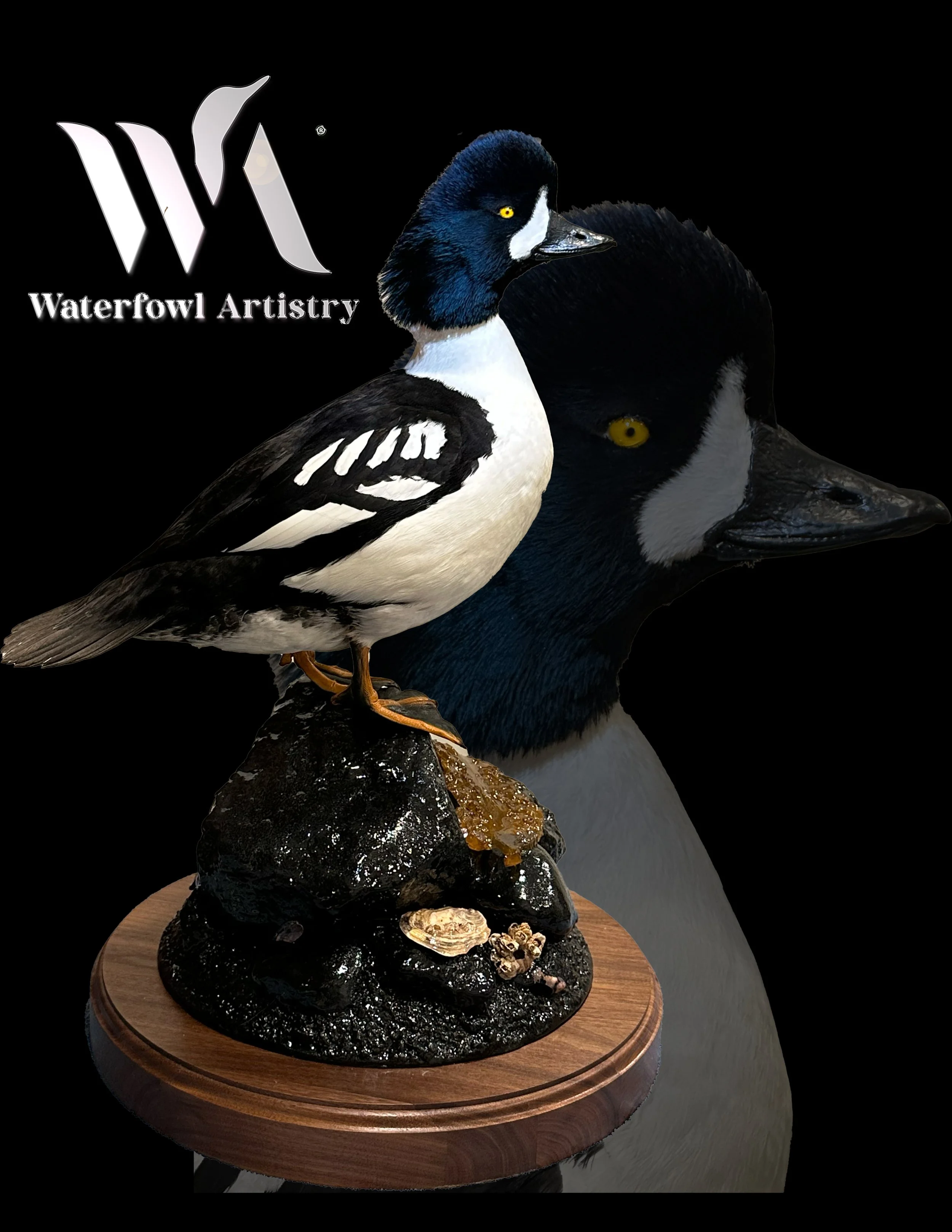 Barrows Goldeneye on rock base table top  copy.jpg