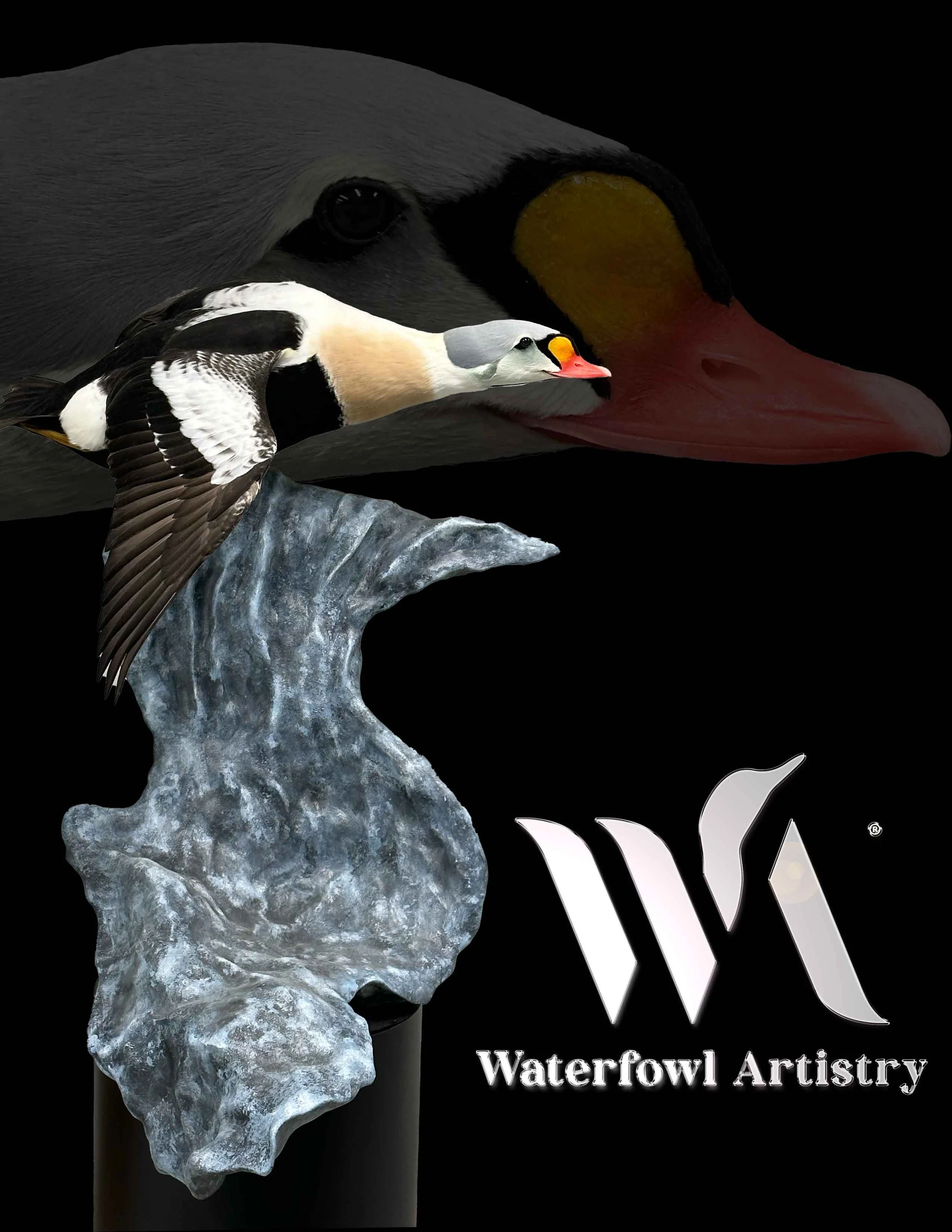 King Eider .jpg