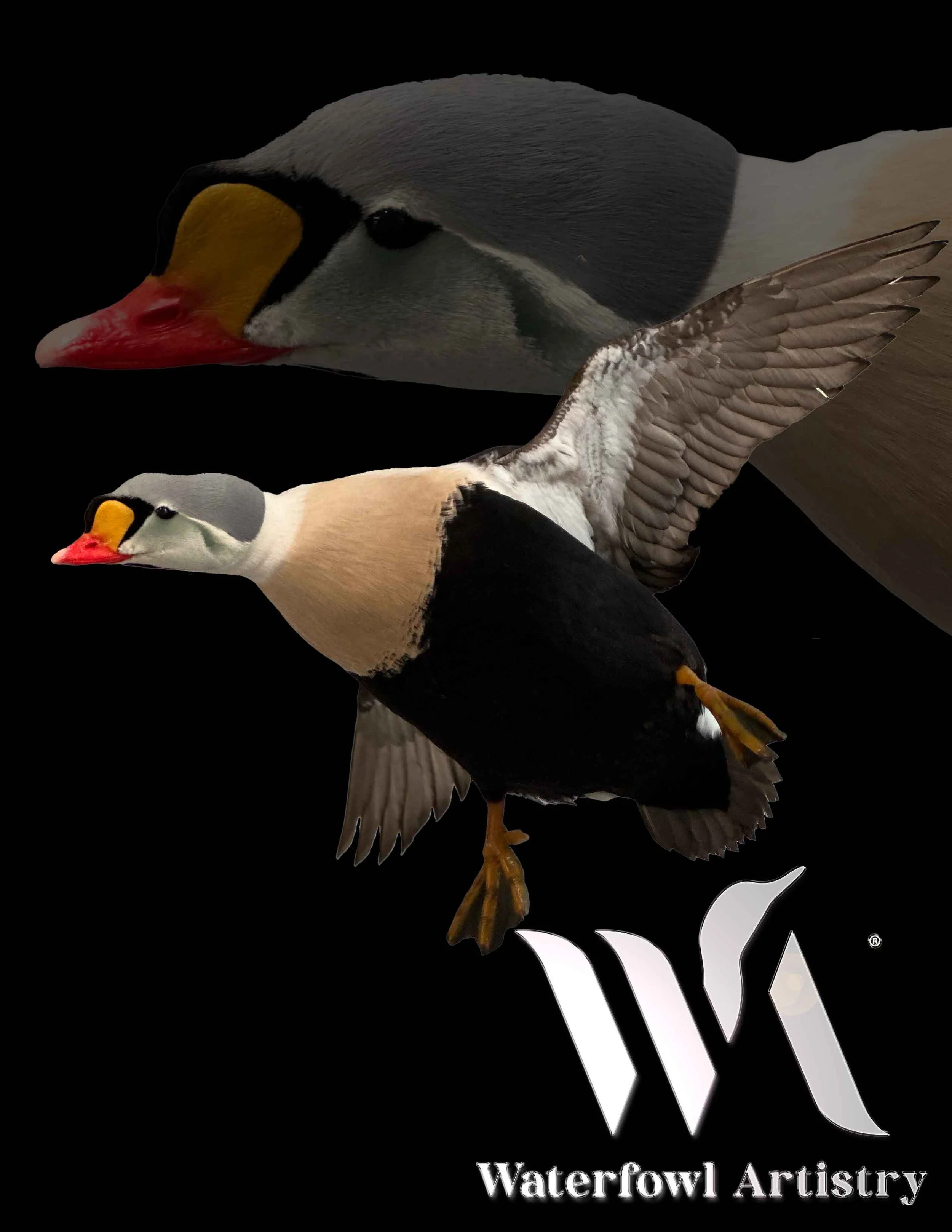 Flying King Eider.jpg