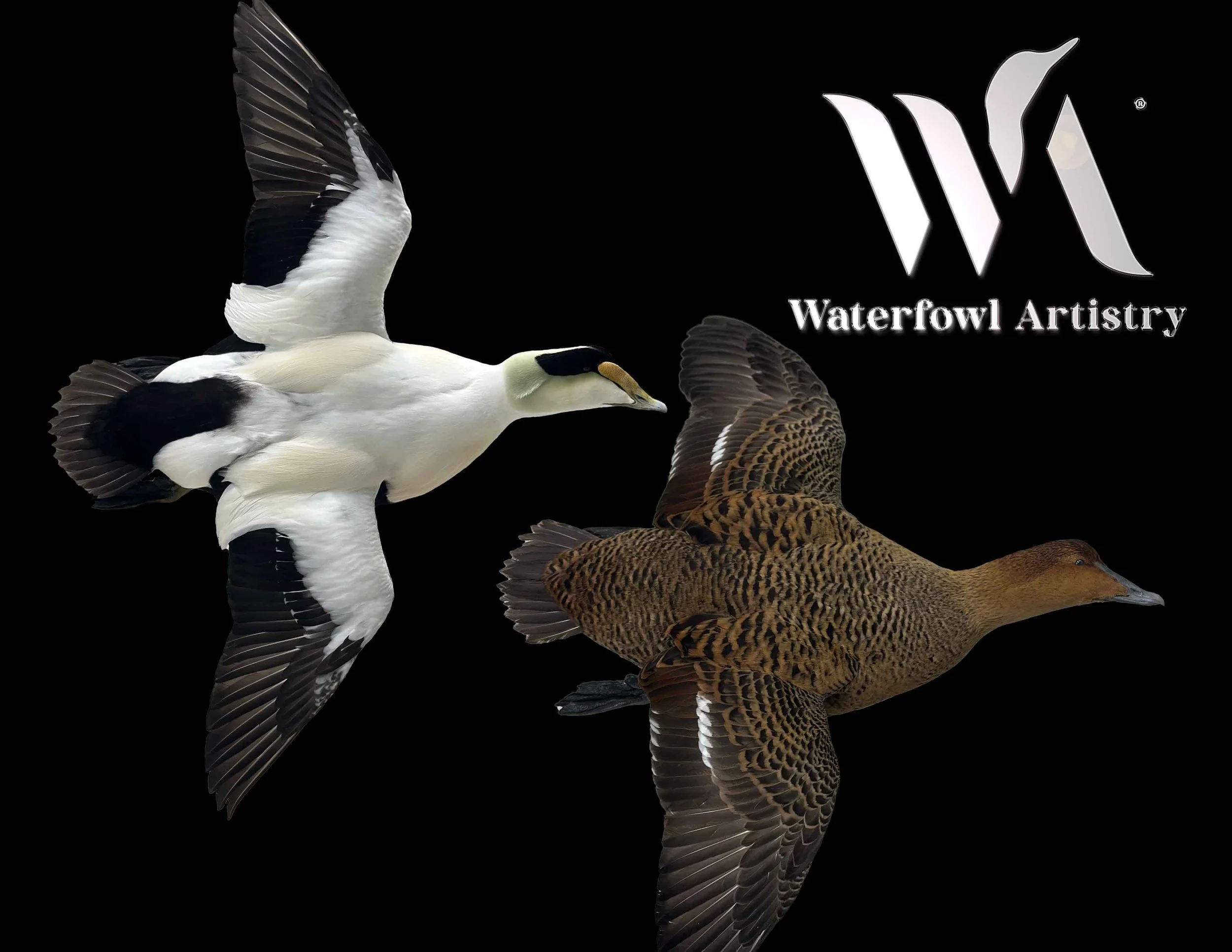 Pair of Common Eiders .jpg