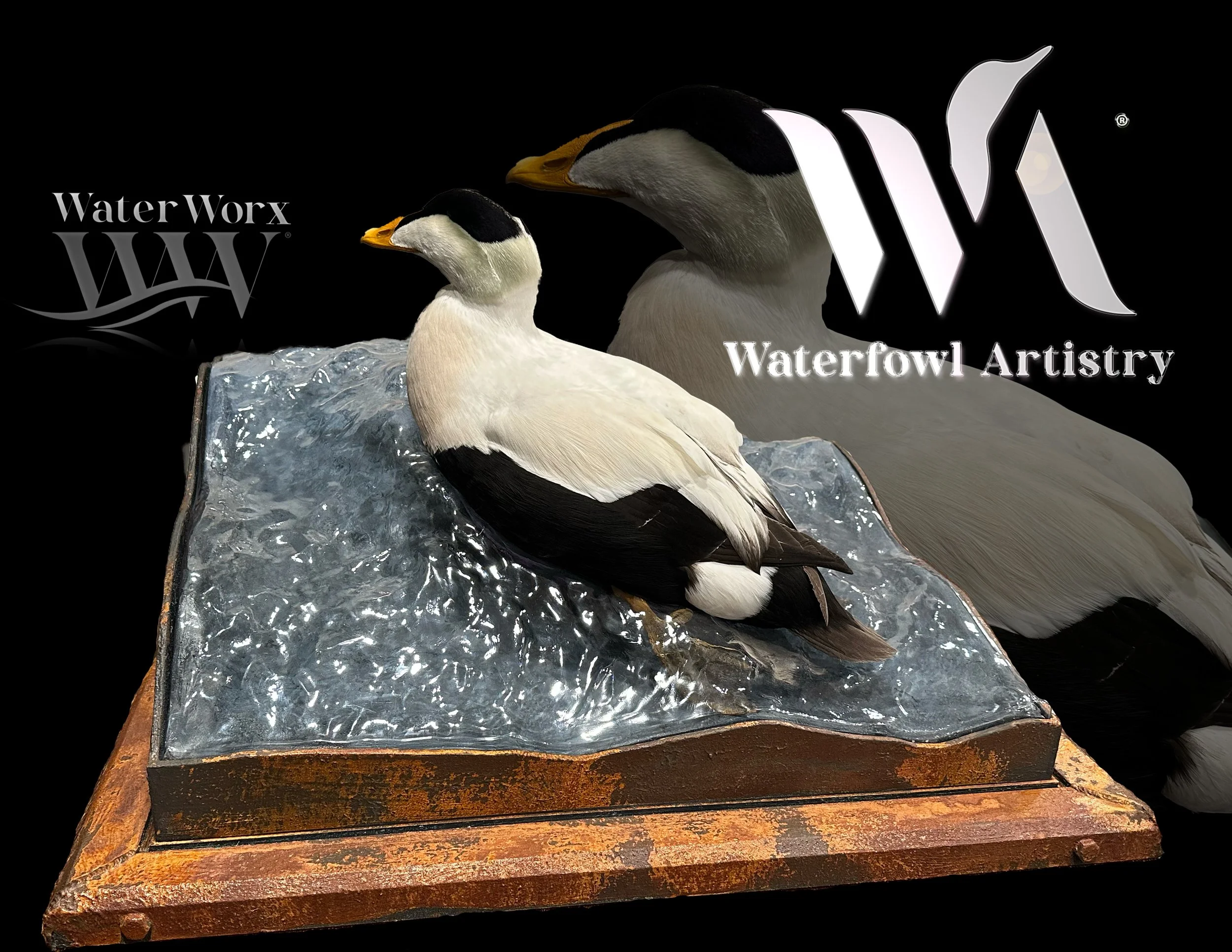 Pacific Eider.jpg