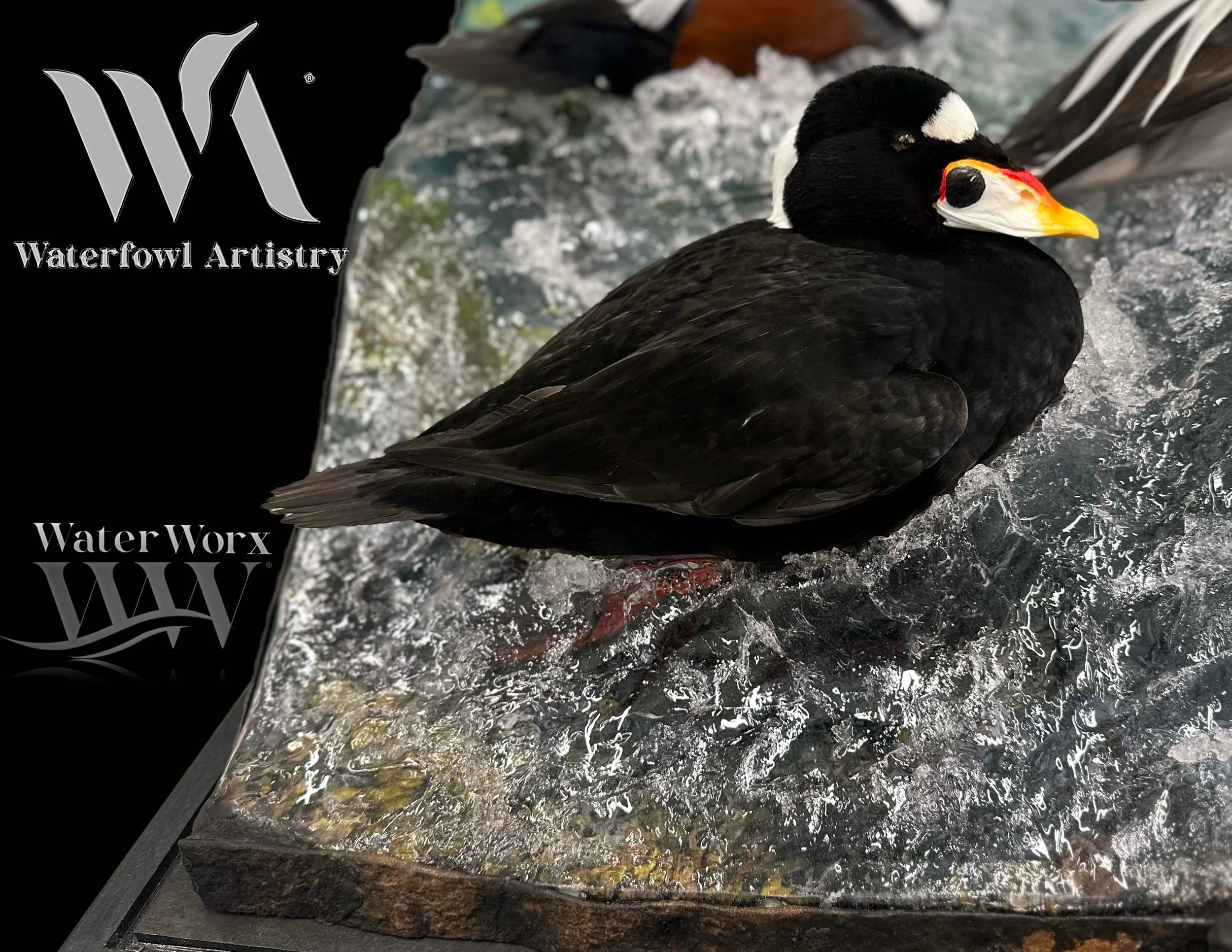 Surf Scoter ho4 copy.jpg