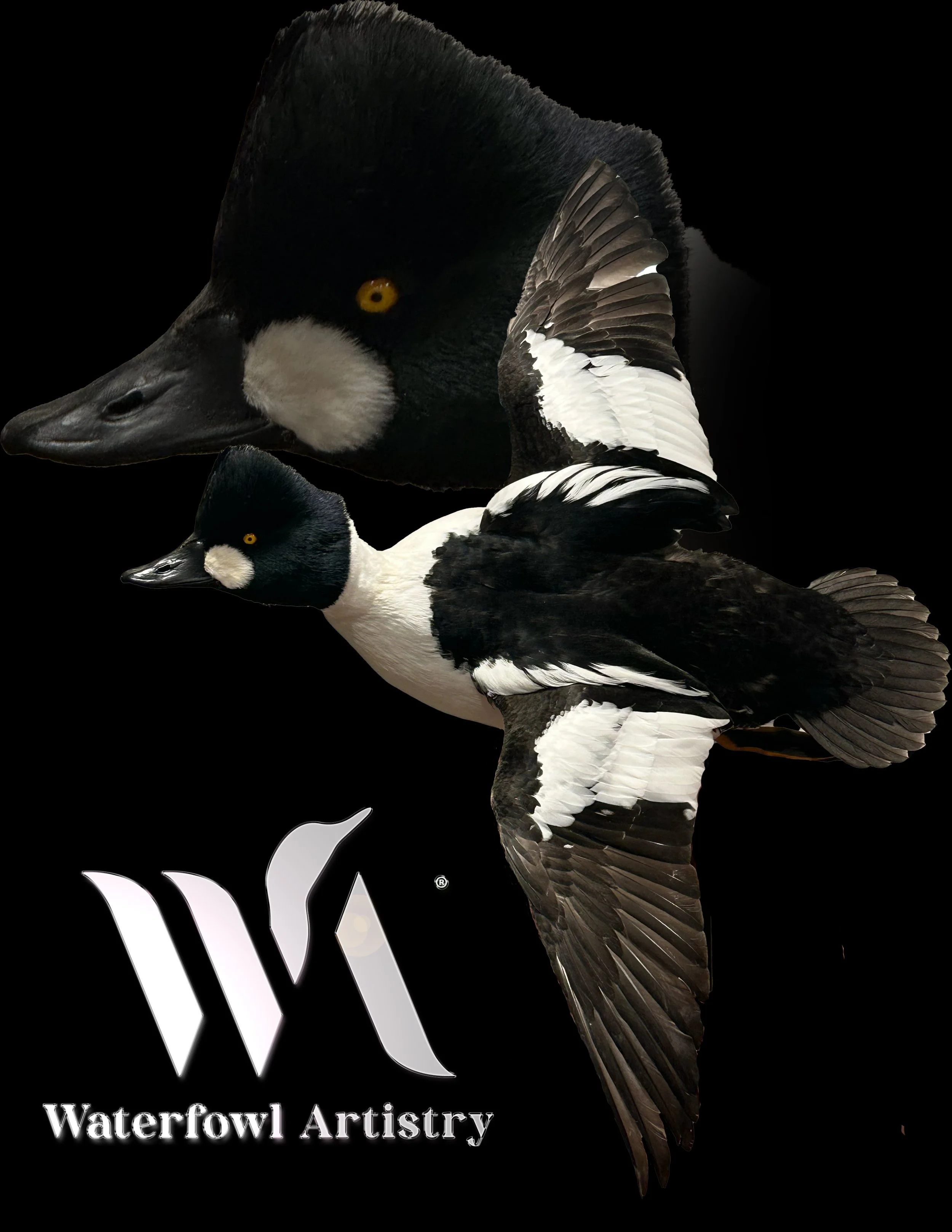 Common Goldeneye copy.jpg
