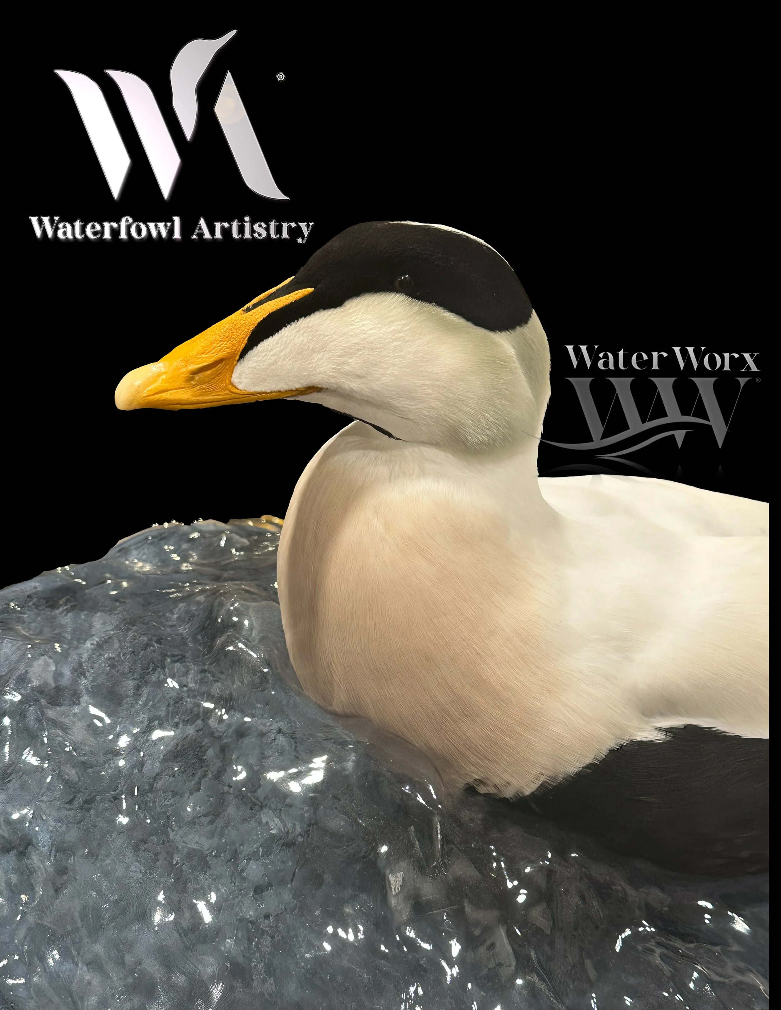 Pacific Eider copy.jpg