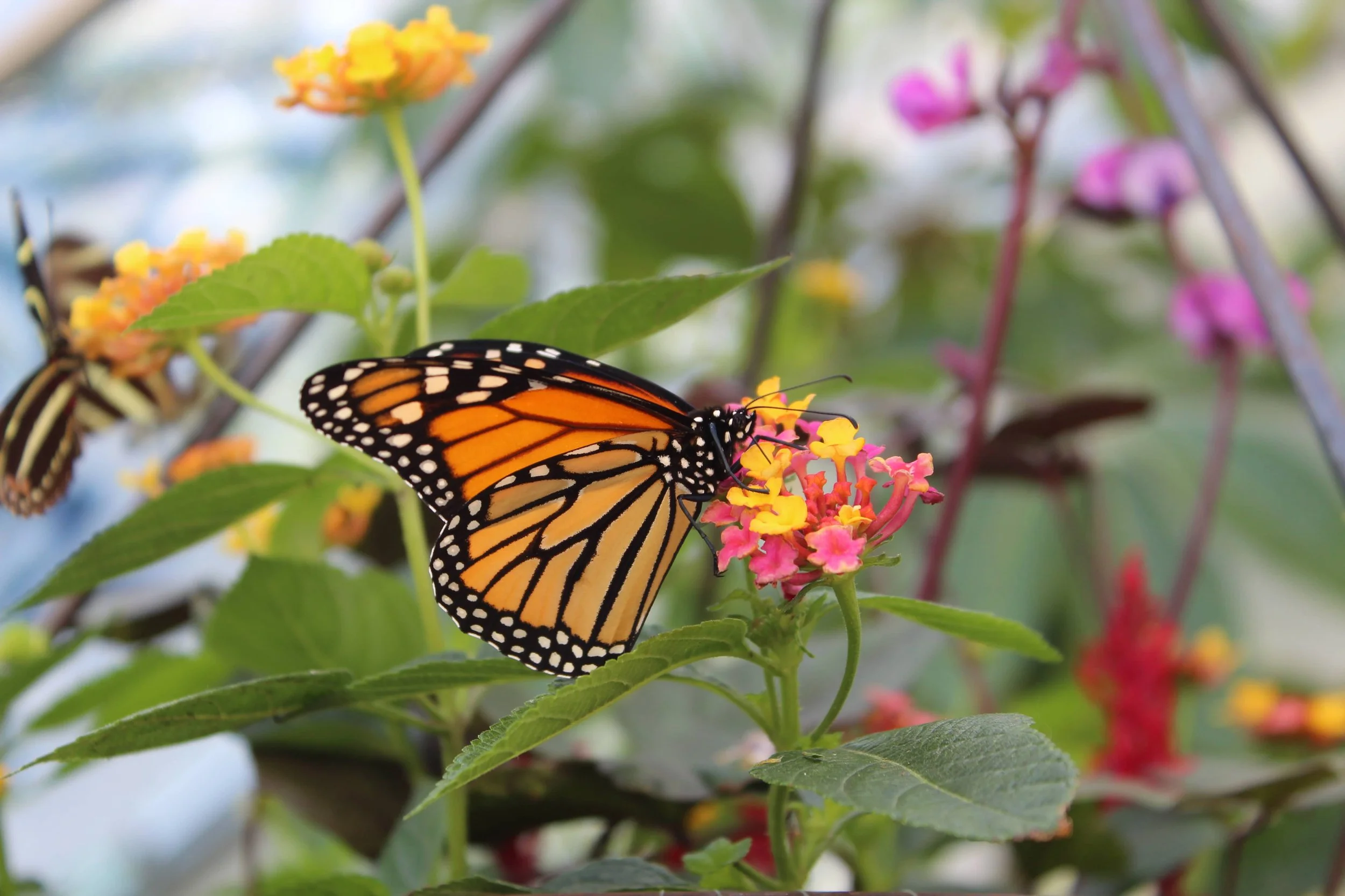 monarch on flower gbbg.jpg