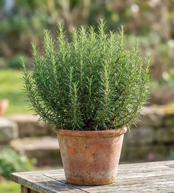 The Kitchen Rosemary