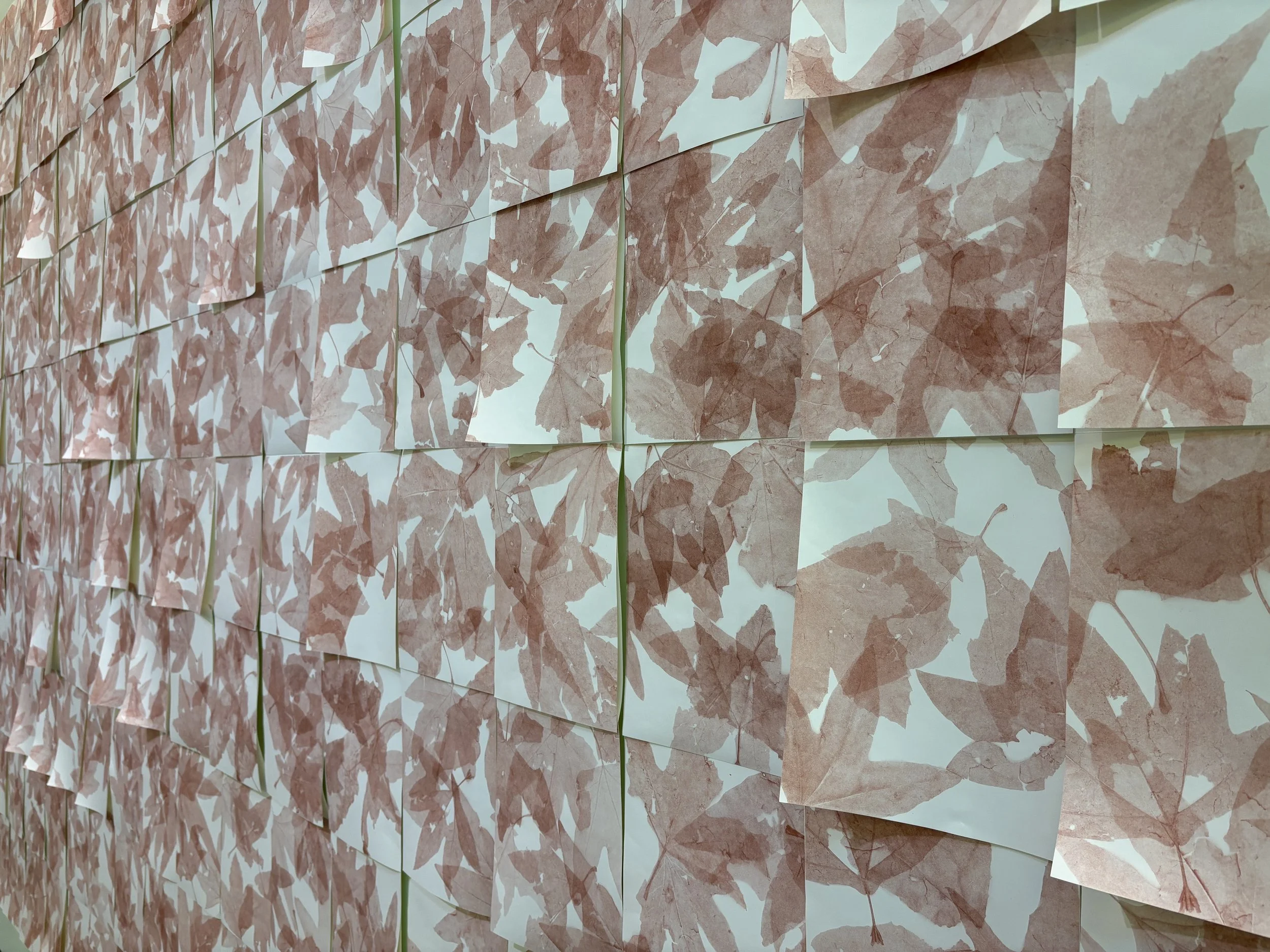 Sycamore Leaves from the Arroyo Seco, 2025