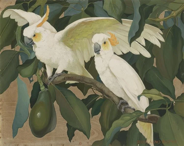 White Cockatoos and Avocados