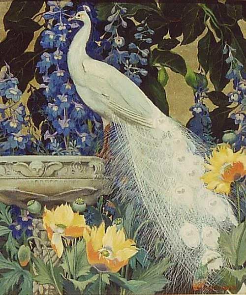 White Peacock and Poppies
