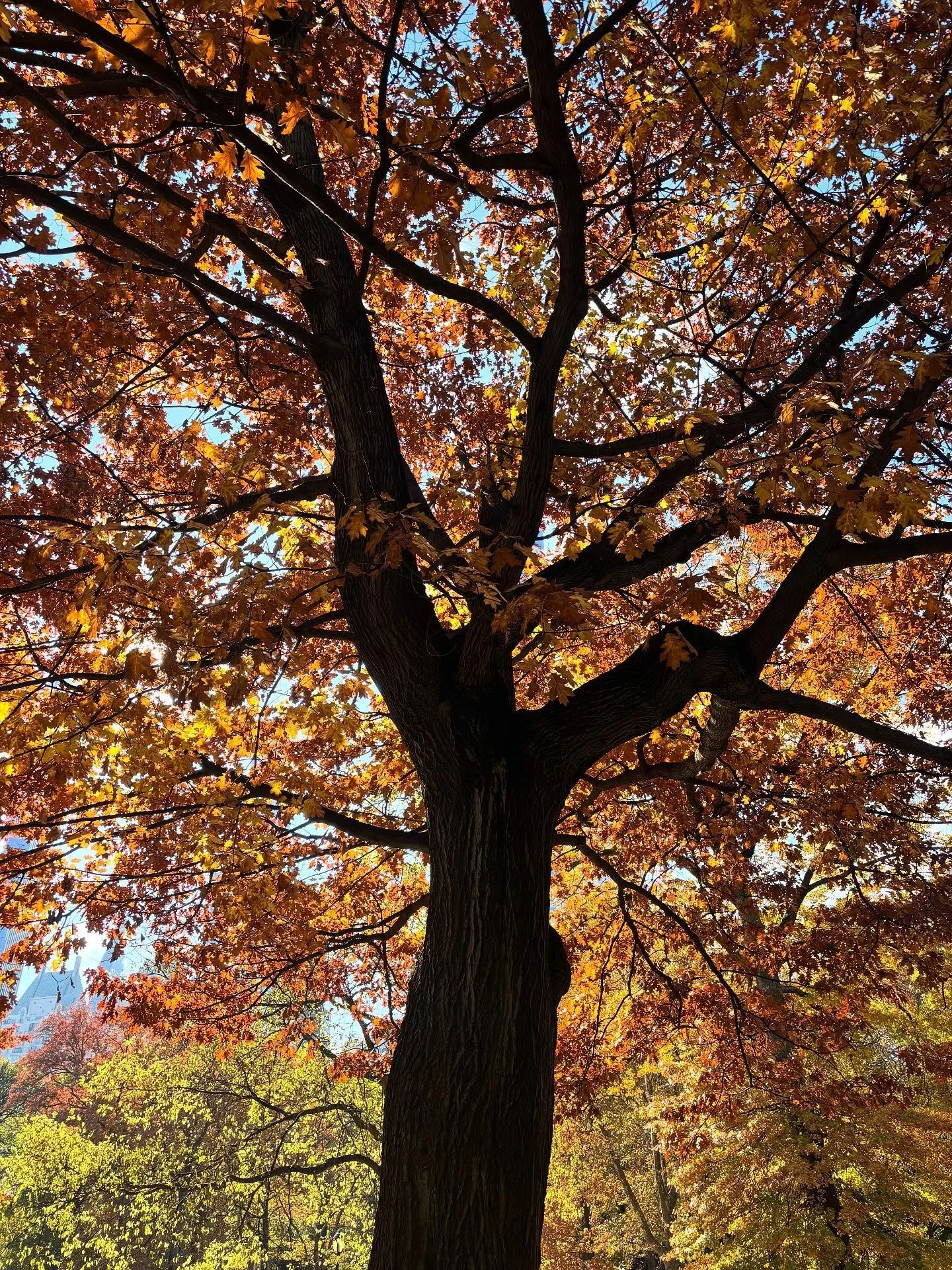 Weekend strolls through my backyard 🍁