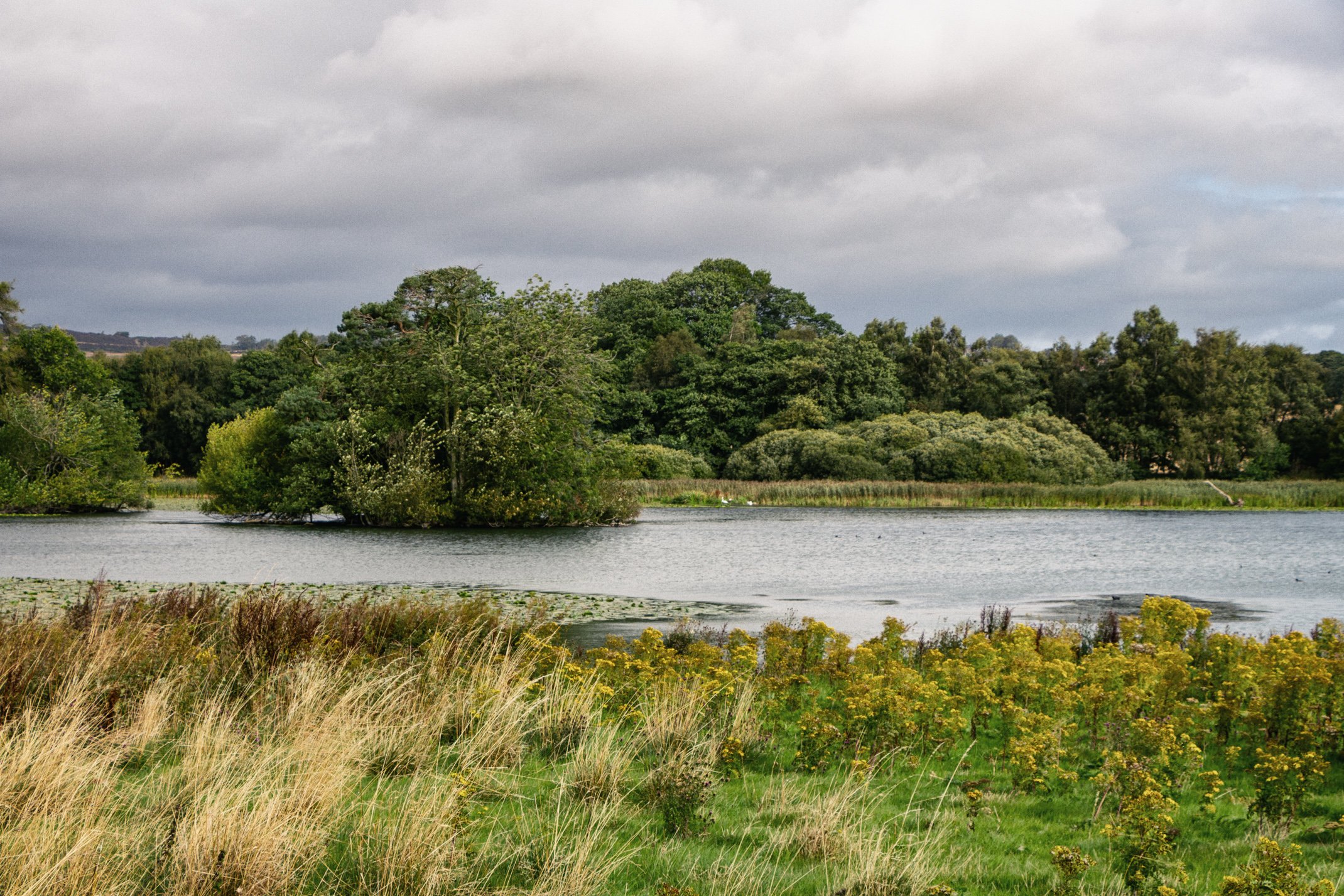 A scenic landscape featuring a lake with grassy and yellow-flowered bushes in the foreground, dense green trees on the far side of the lake, and a cloudy sky overhead.