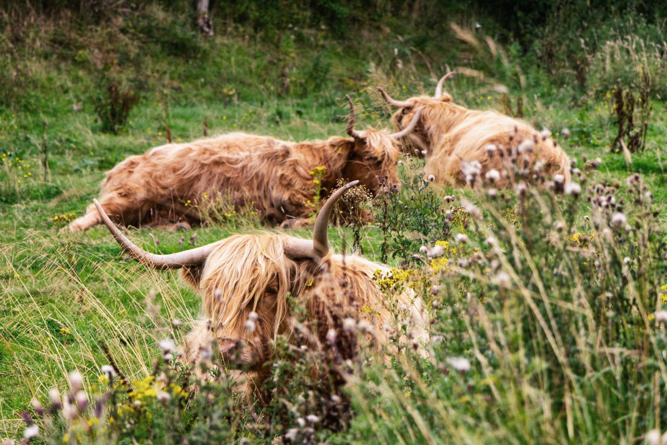 Three Highland cows lying in a grassy meadow with wildflowers and tall grass.
