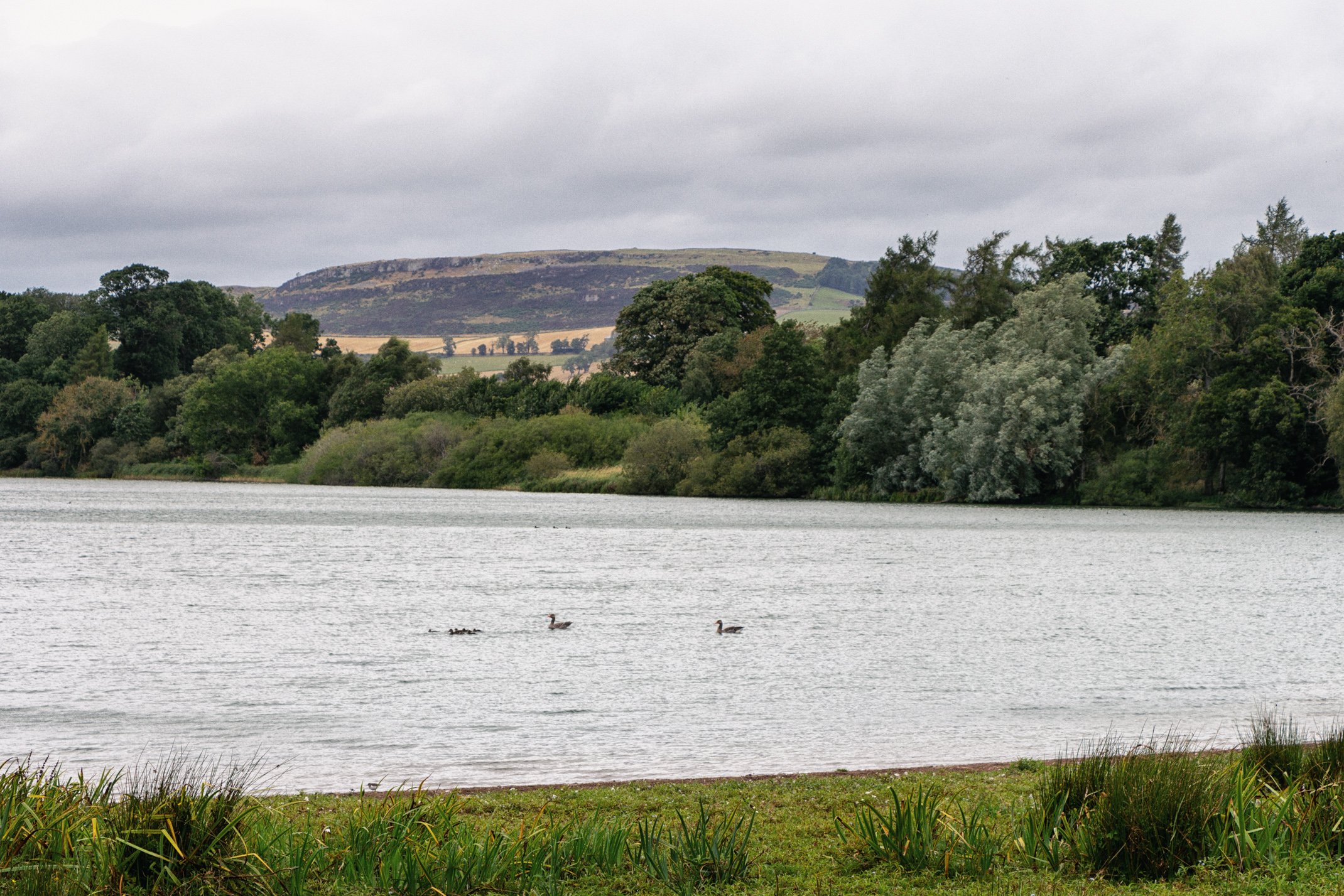 A peaceful lakeside scene with three ducks swimming in the water, bordered by green grass and dense trees under a cloudy sky.