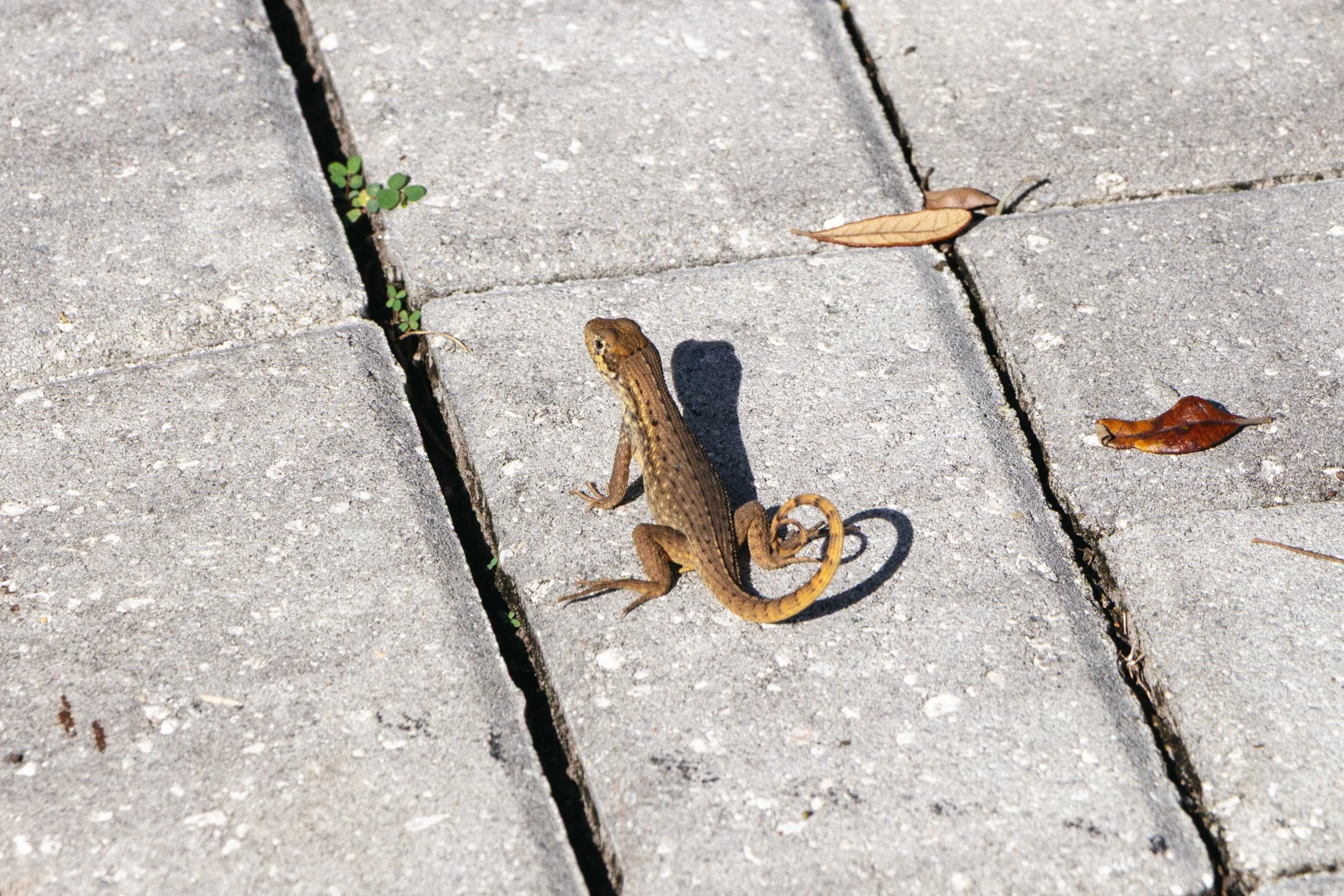 Orlando 2025 Edited WEB (006 of 013).jpg