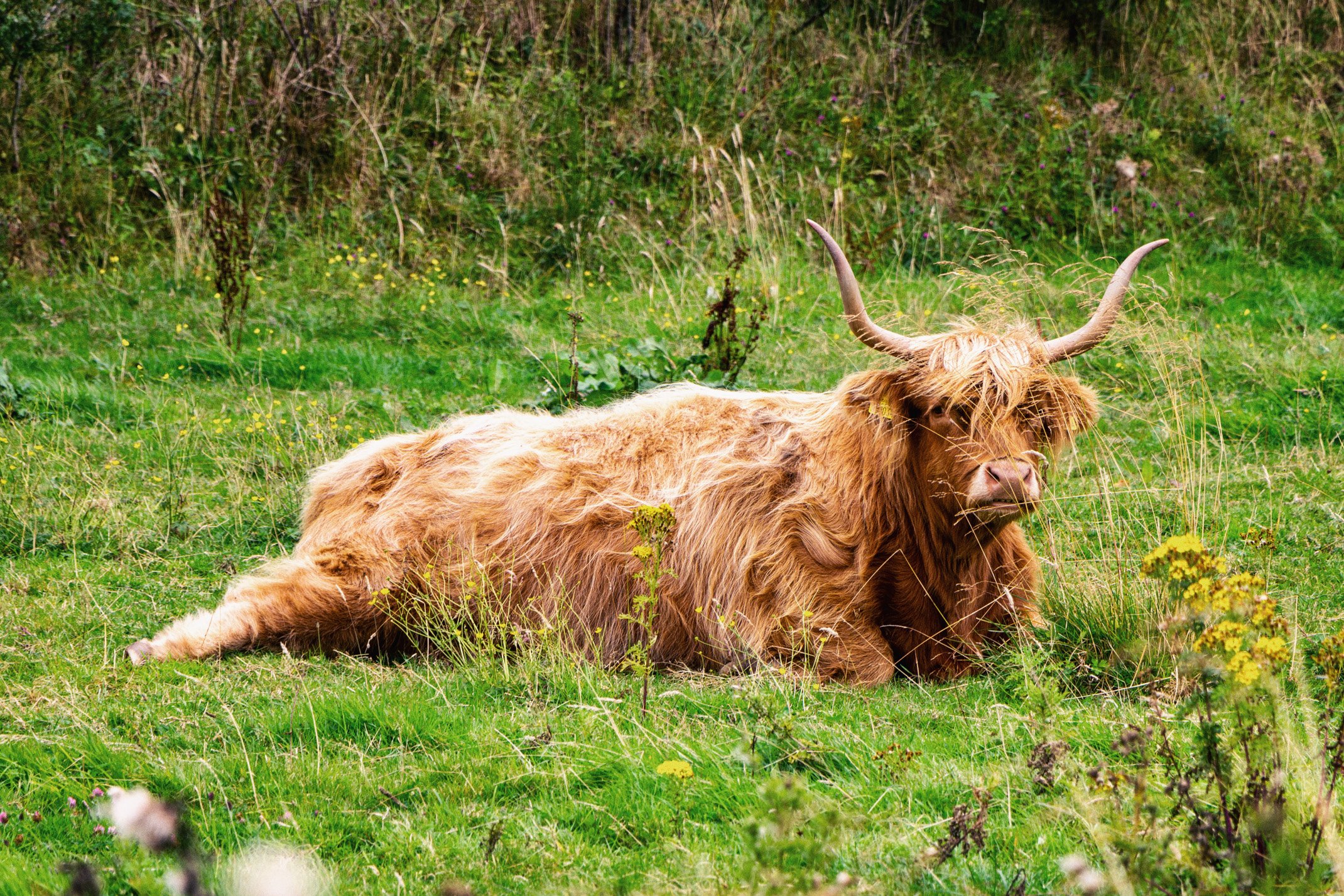A Highland cow with long, shaggy, reddish-brown fur and large curved horns lying on a grassy field with wildflowers and tall grass.