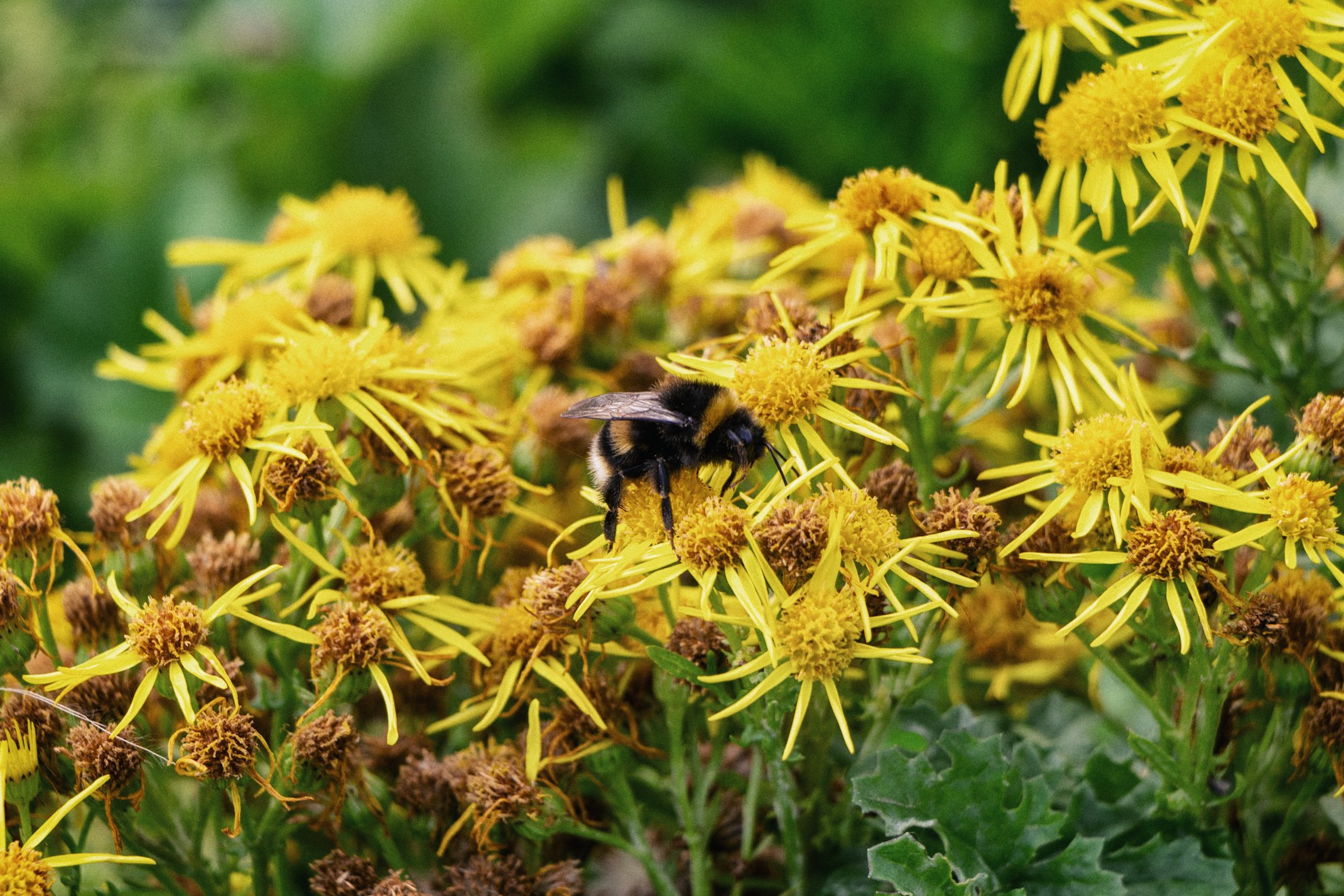 A bee collecting nectar from yellow wildflowers in a green garden.