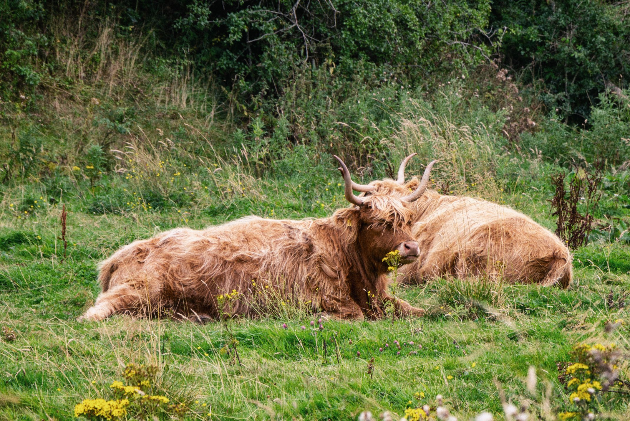 Two Highland Cows resting on a grassy field with wildflowers, one lying down and the other sitting, with a backdrop of dense green bushes and trees.