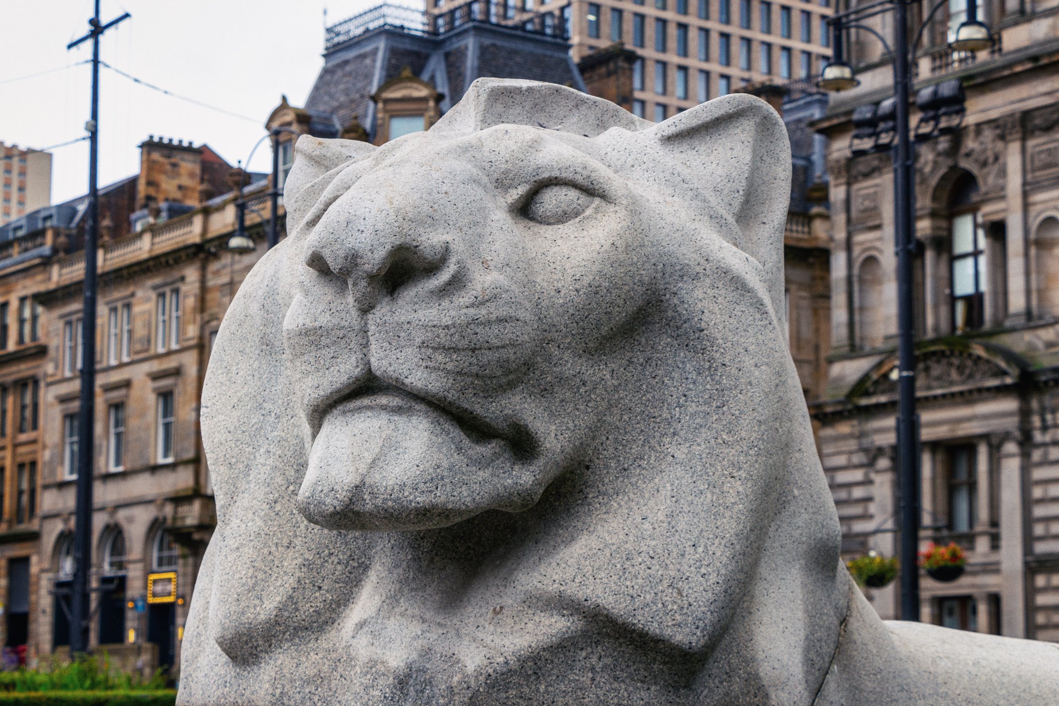 Close-up of a stone lion sculpture in front of historic-style buildings in an urban setting.