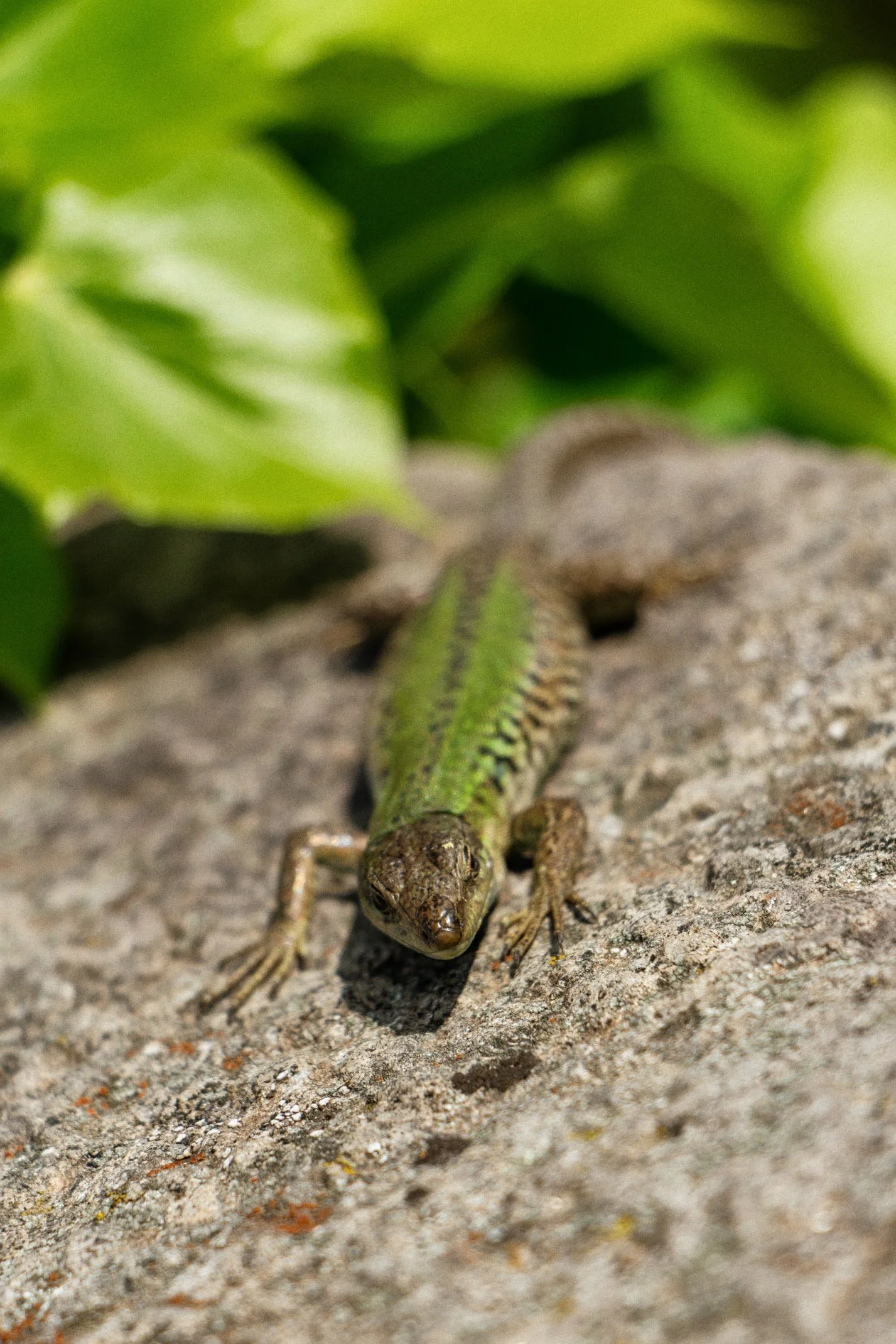 Italy 2026 WEB (108 of 311).jpg