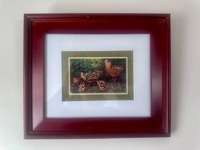 Vintage Duck Postcard