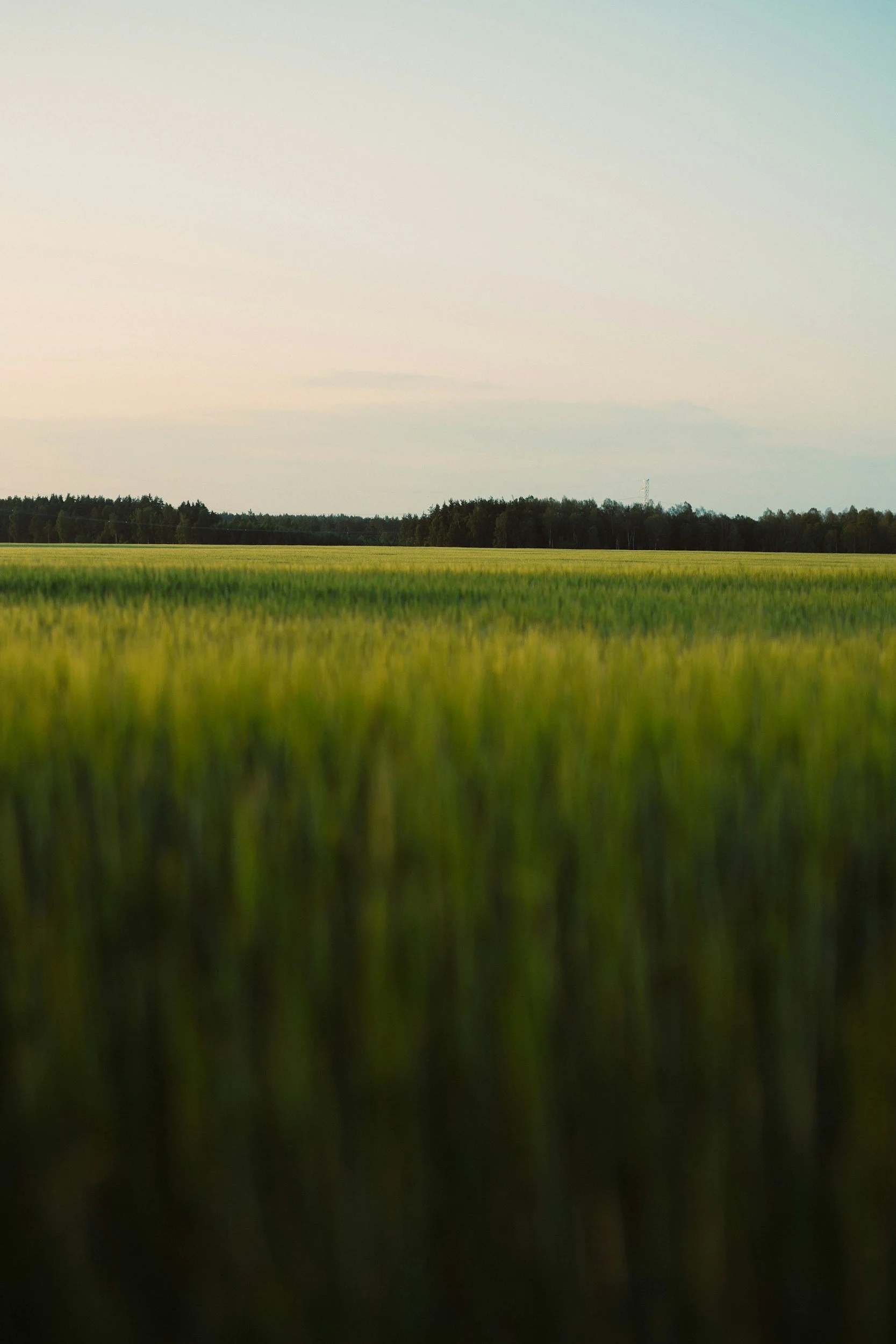 A vast green field of grass or crops extending to the horizon under a partly cloudy sky.