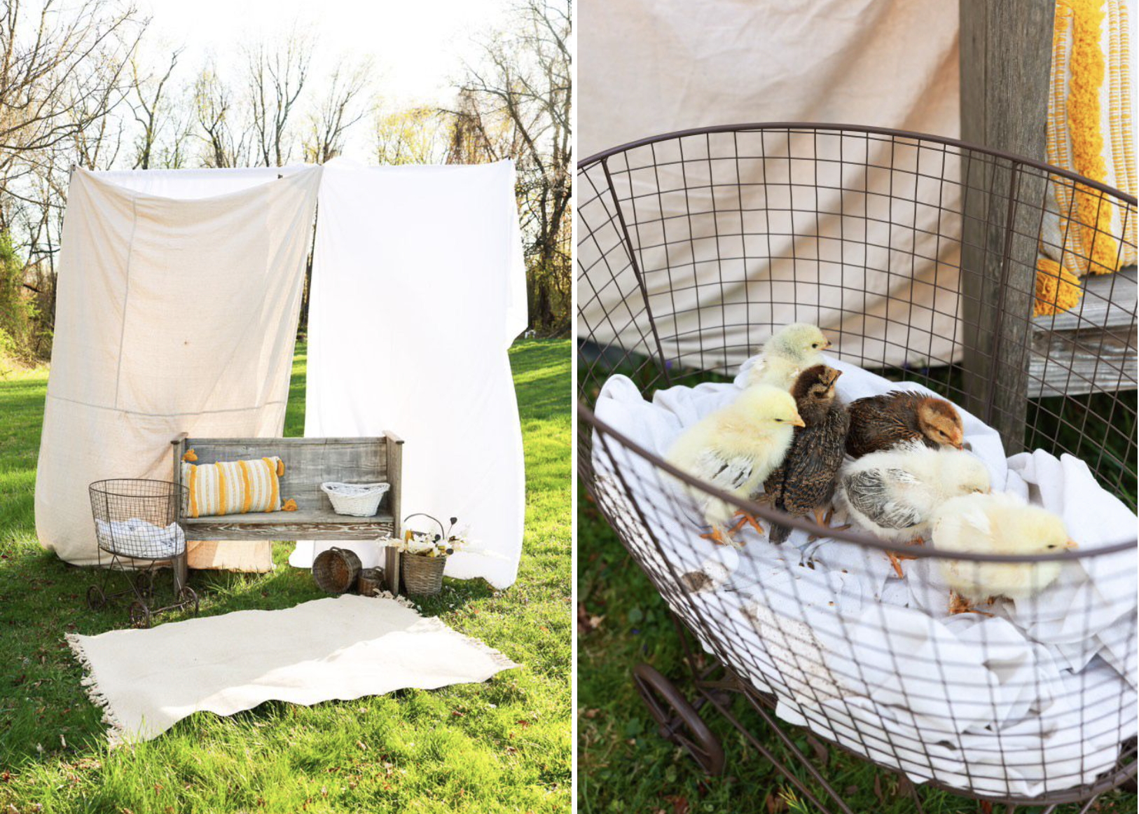 Spring Chick Mini's with Nikki Stevens Photography