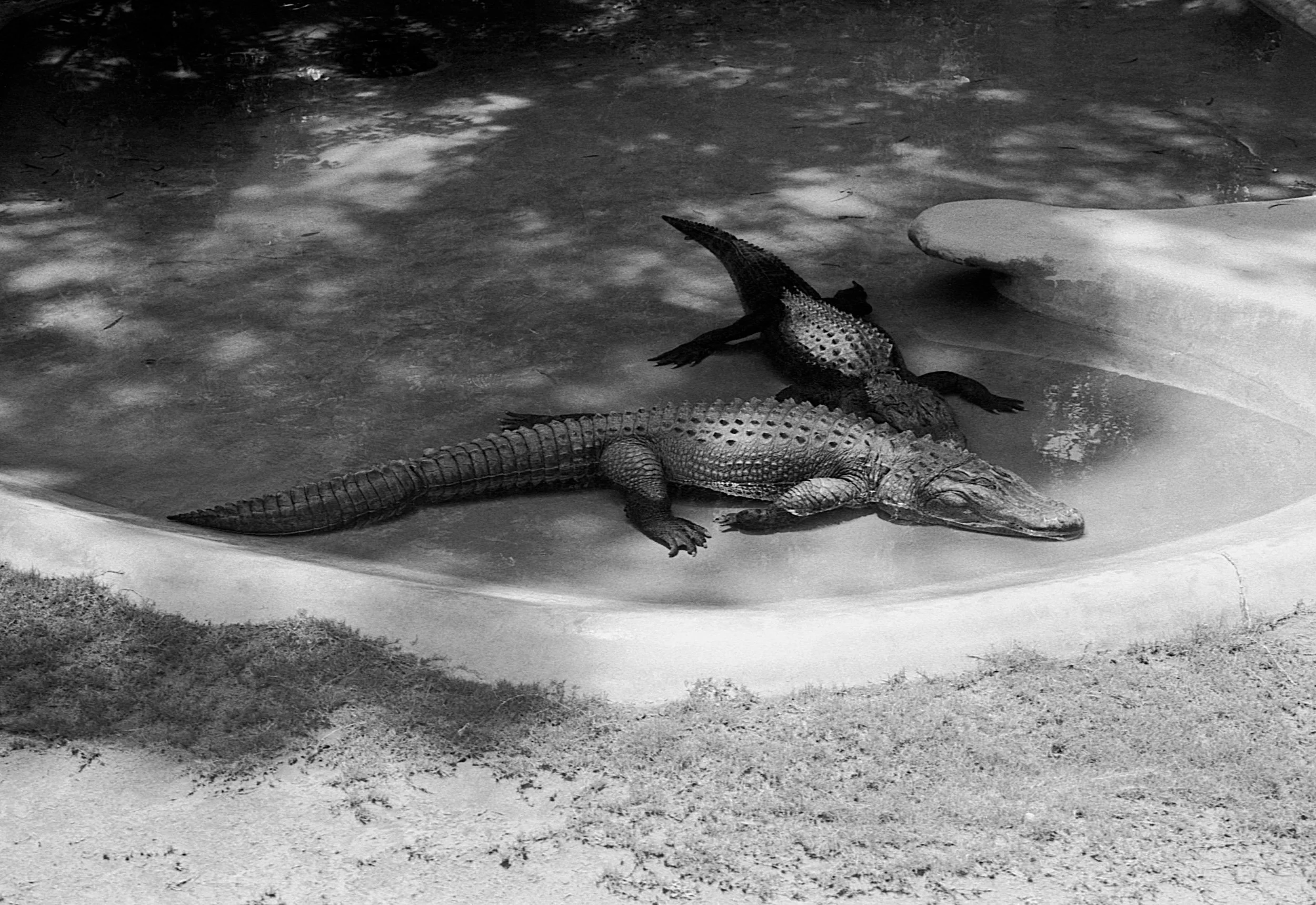 Stephen Clarke Crocodiles San Diego Zoo 1987_.jpg
