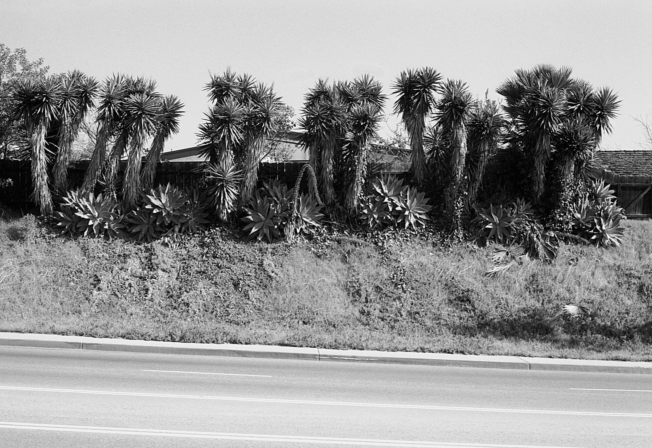 Stephen Clarke Row of palms San Diego 1987.jpg